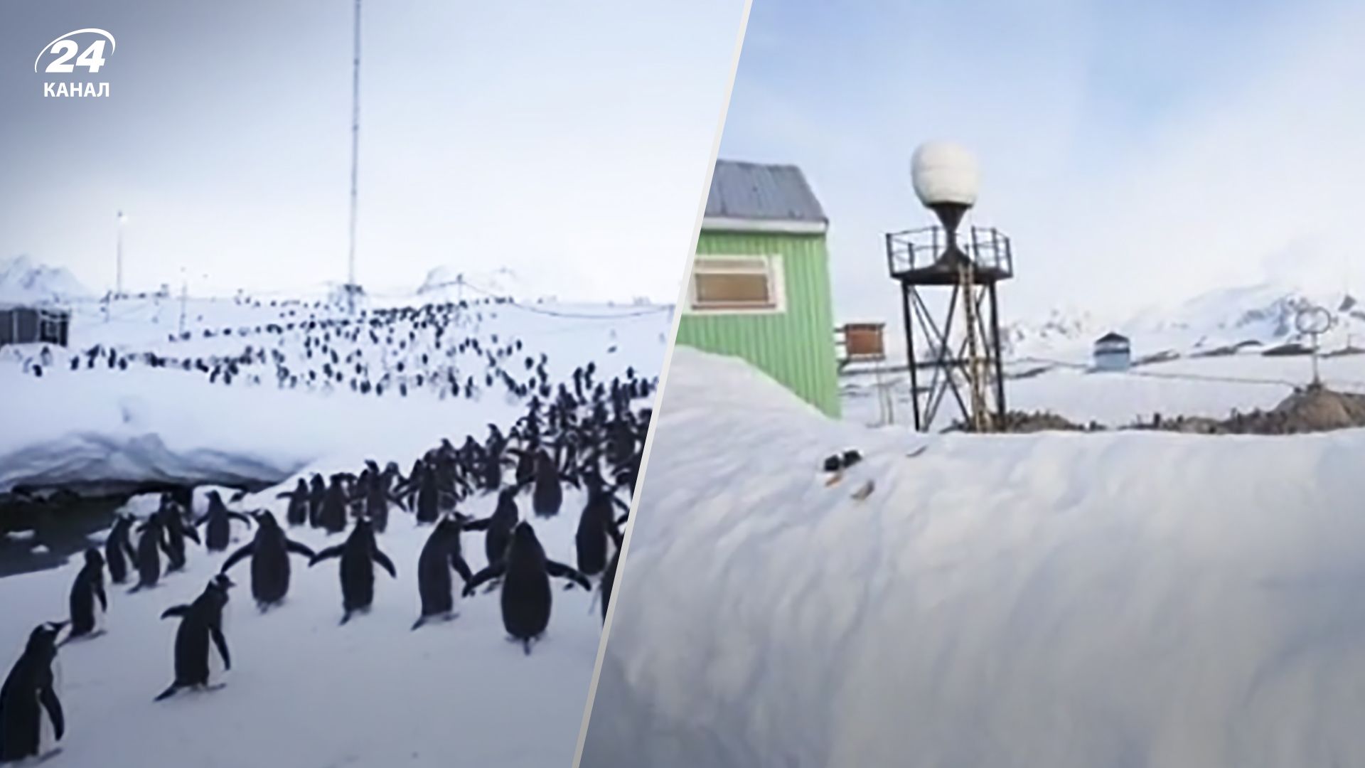 Станцию Академик Вернадский атаковали пингвины - смотрите видео