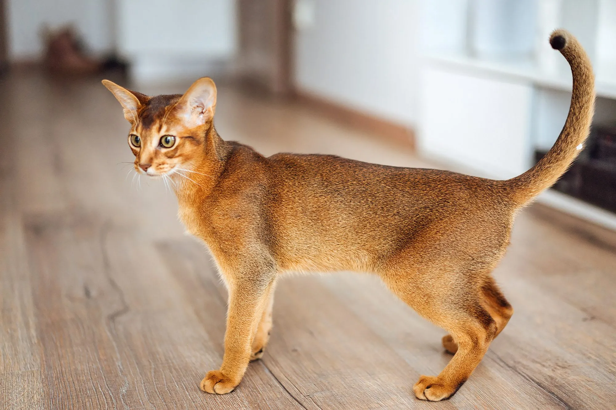 Абиссинская кошка сколько живут