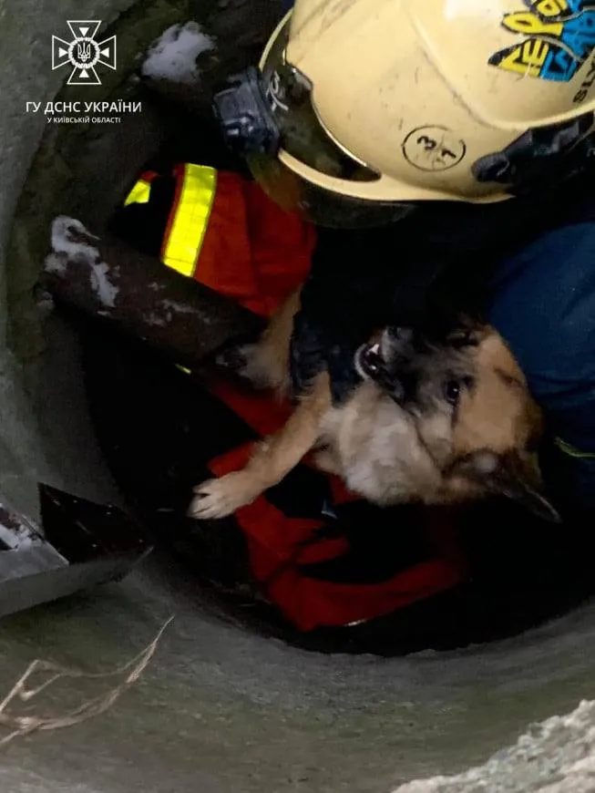 Рятувальники звільнили собаку, який впав у глибокий колодязь на Київщині