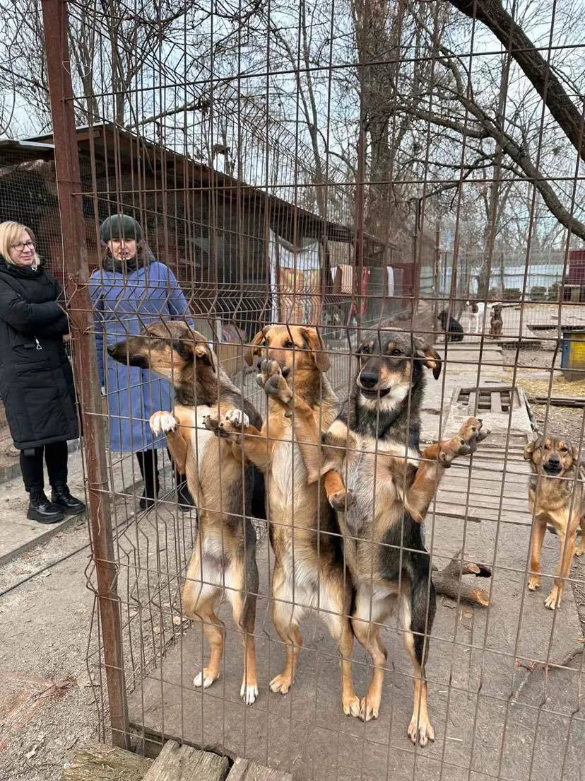 Собаки у Кропивницькому притулку 