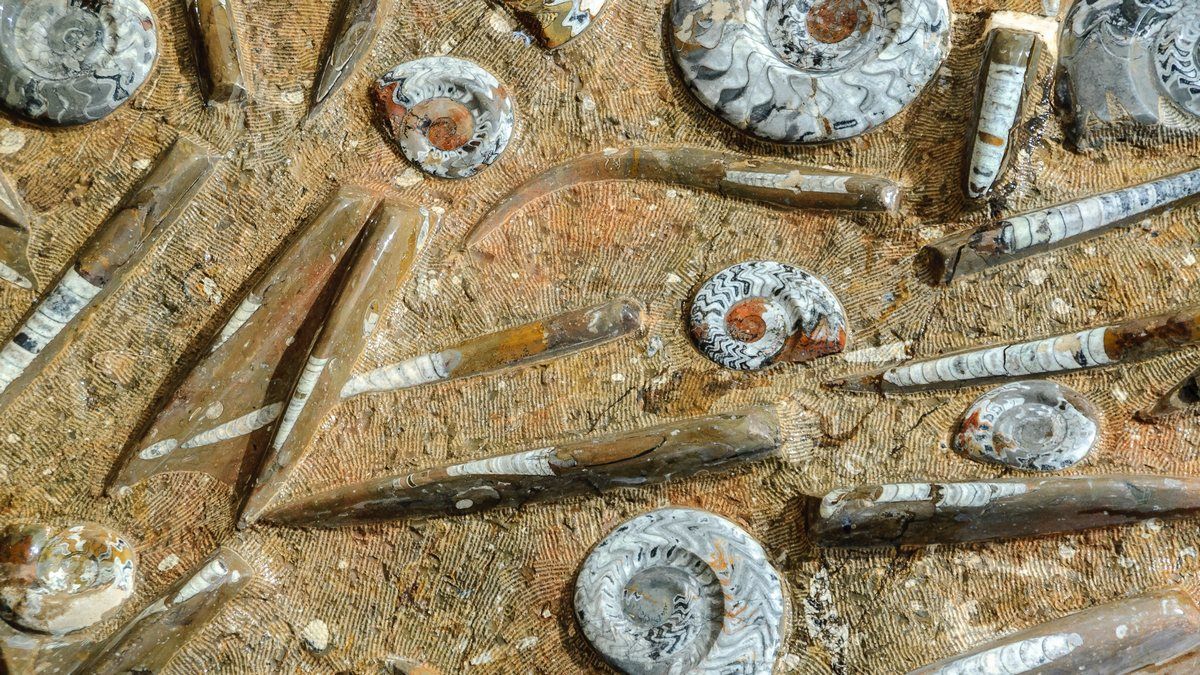 Посилення ультрафіолетового випромінювання стало однією з причин масового вимирання Посилення ультрафіолетового випромінювання стало однією з причин масового вимирання