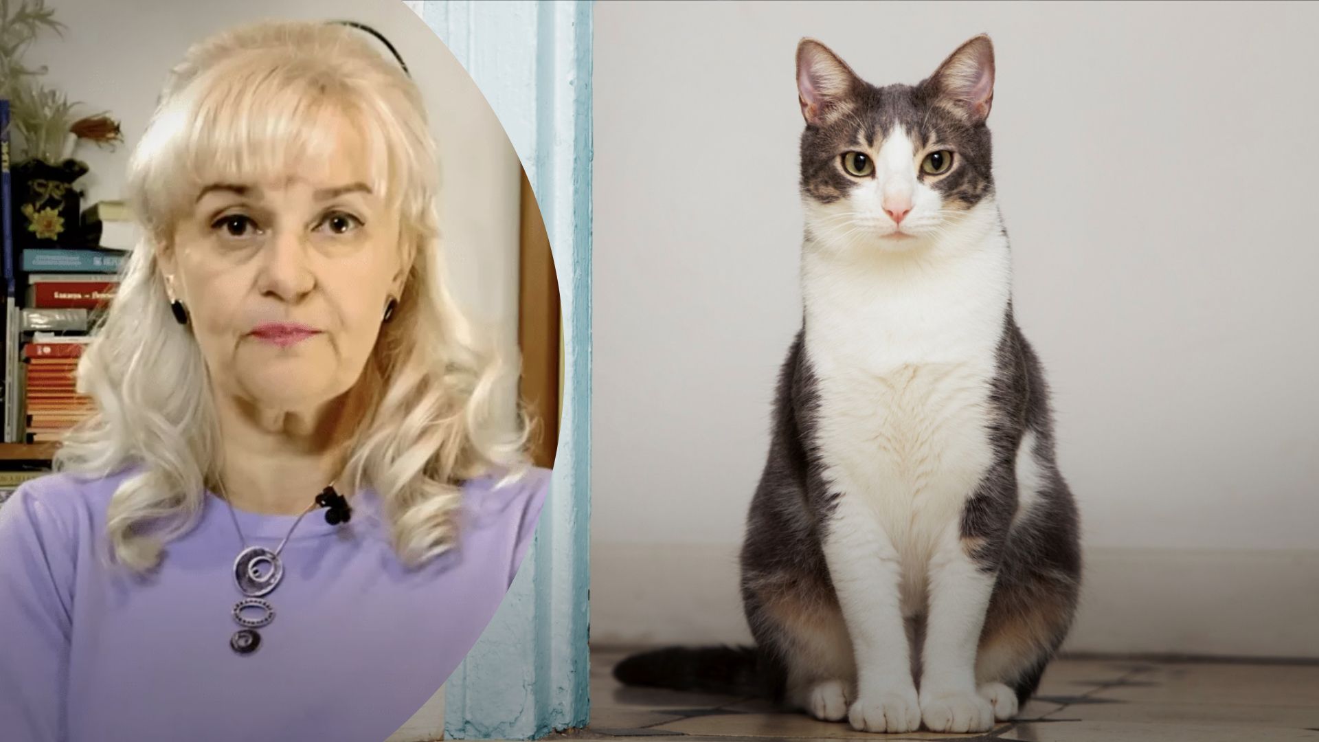 Фарион ударила кота во время прямого эфира - смотрите видео Фарион ударила кота во время прямого эфира - смотрите видео