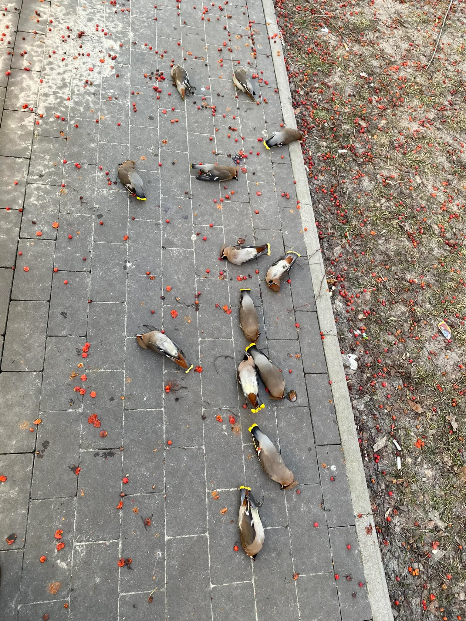 Мертві птахи на вулицях Чернігова