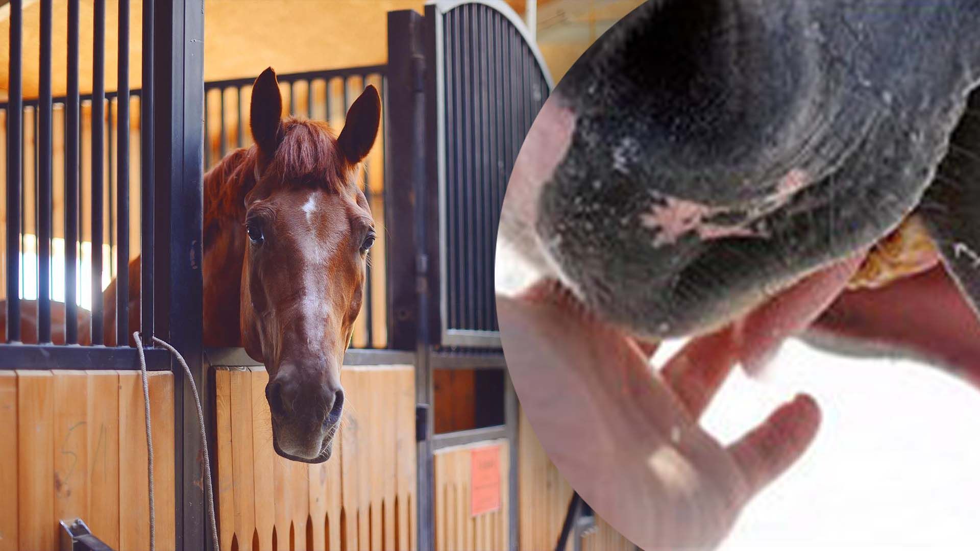 В Кременчуці кінь вкусив людину В Кременчуці кінь вкусив людину