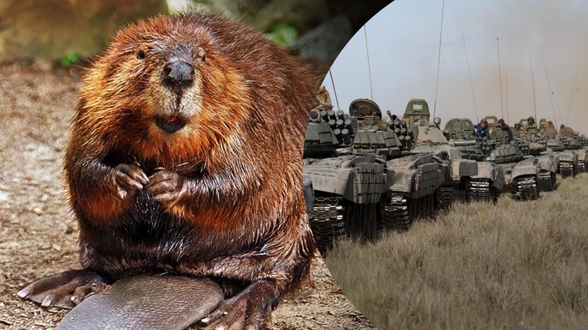 На Волині бобри заважають наступу росіян з Білорусі На Волині бобри заважають наступу росіян з Білорусі