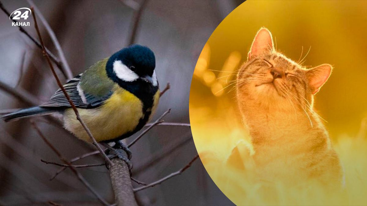 В Украину возвращается аномальное тепло - 24 Канал В Украину возвращается аномальное тепло - 24 Канал