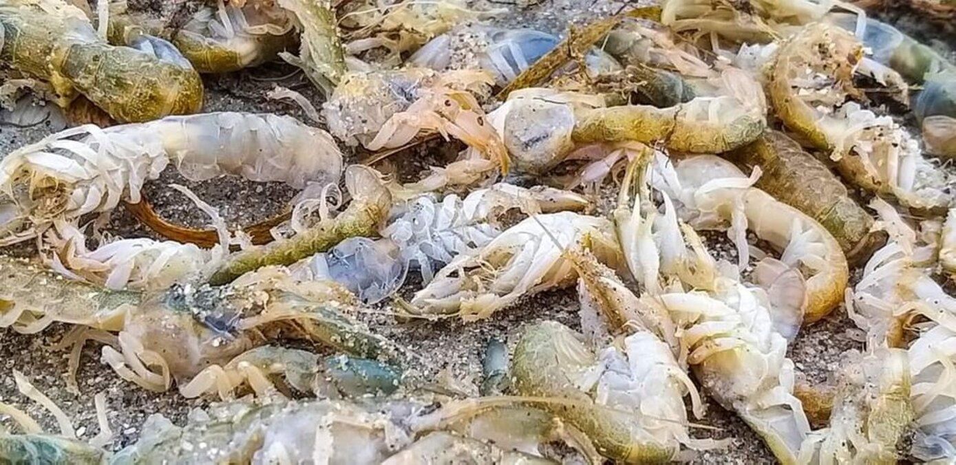 На берега Одесской области выбросило 100 тысяч редких морских животных