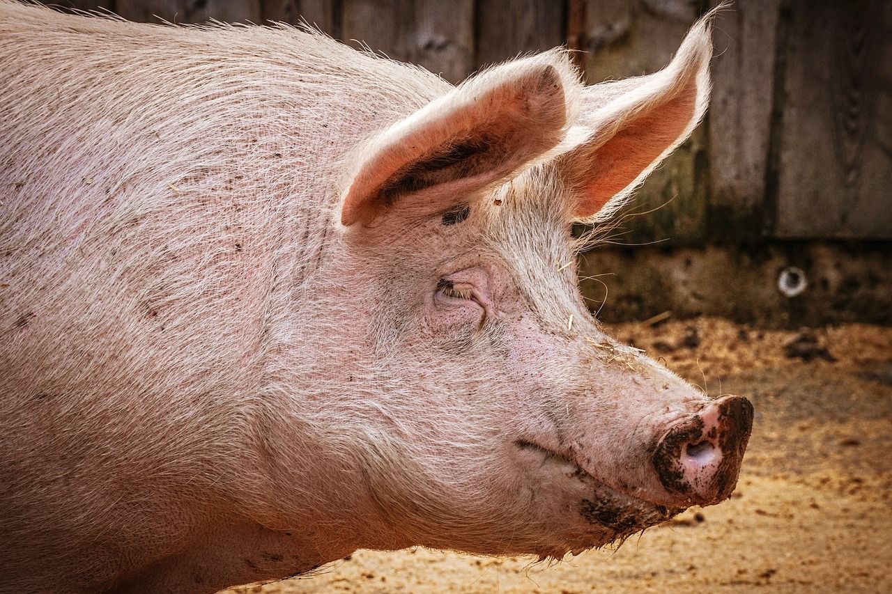 У Гонконзі свиня вбила м’ясника, який хотів її зарізати