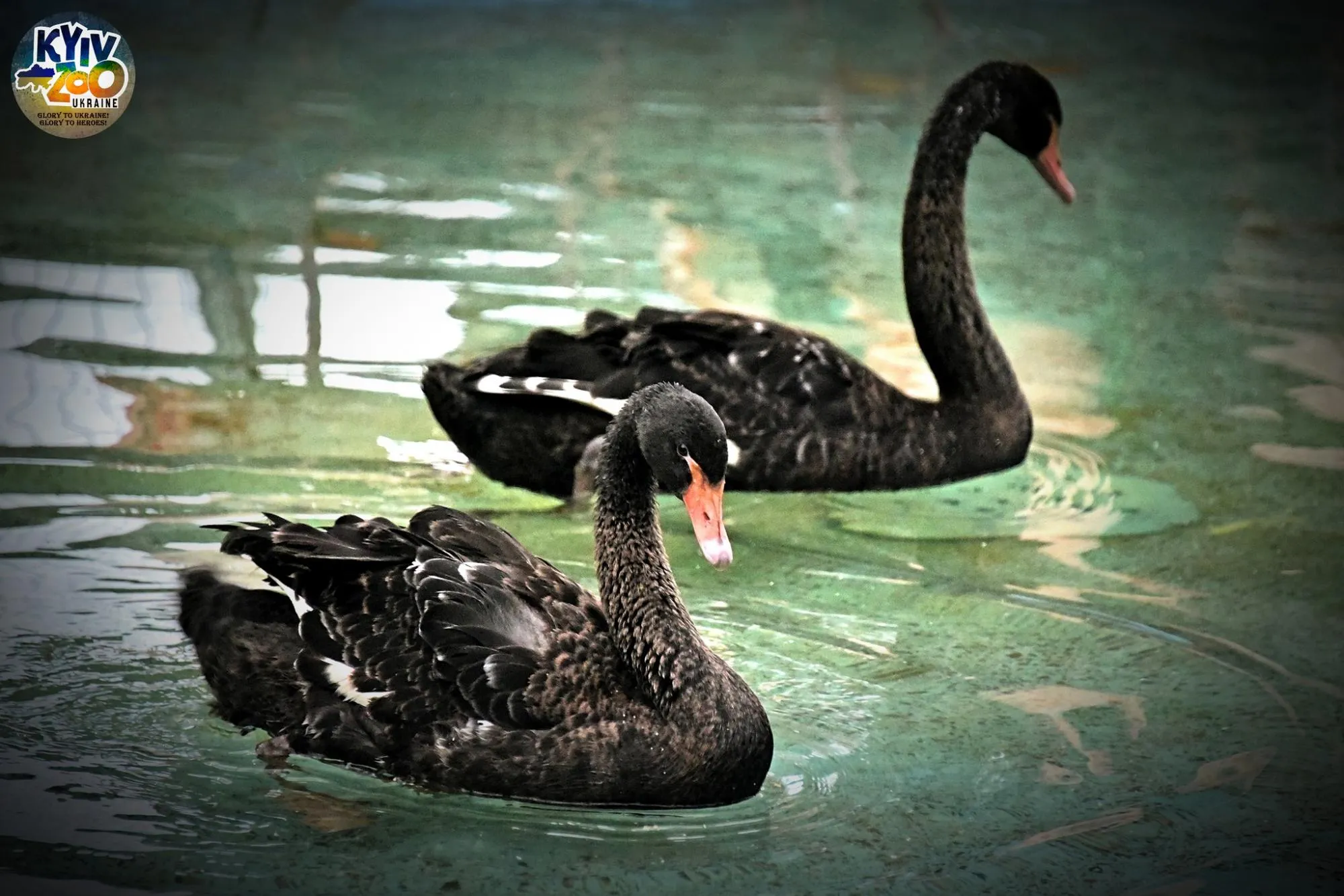 В Київському зоопарку показали чорних красенів, які радіють аномальному теплу
