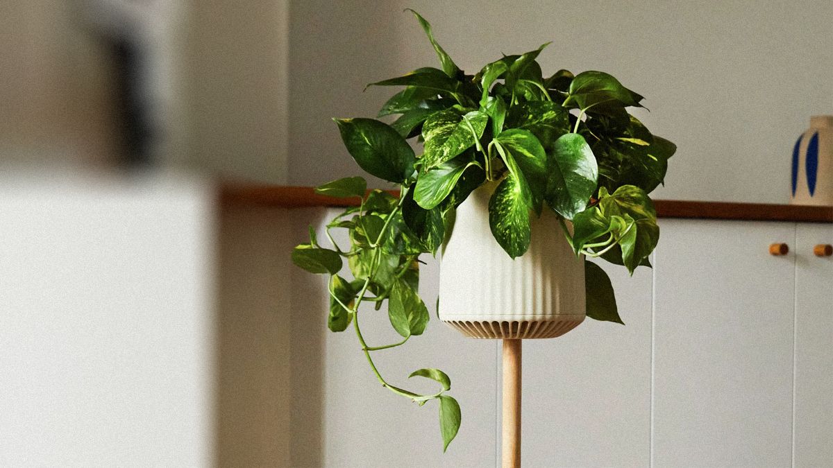 Нова рослина здатна очистити повітря від чотирьох найбільш токсичних речовин Нова рослина здатна очистити повітря від чотирьох найбільш токсичних речовин