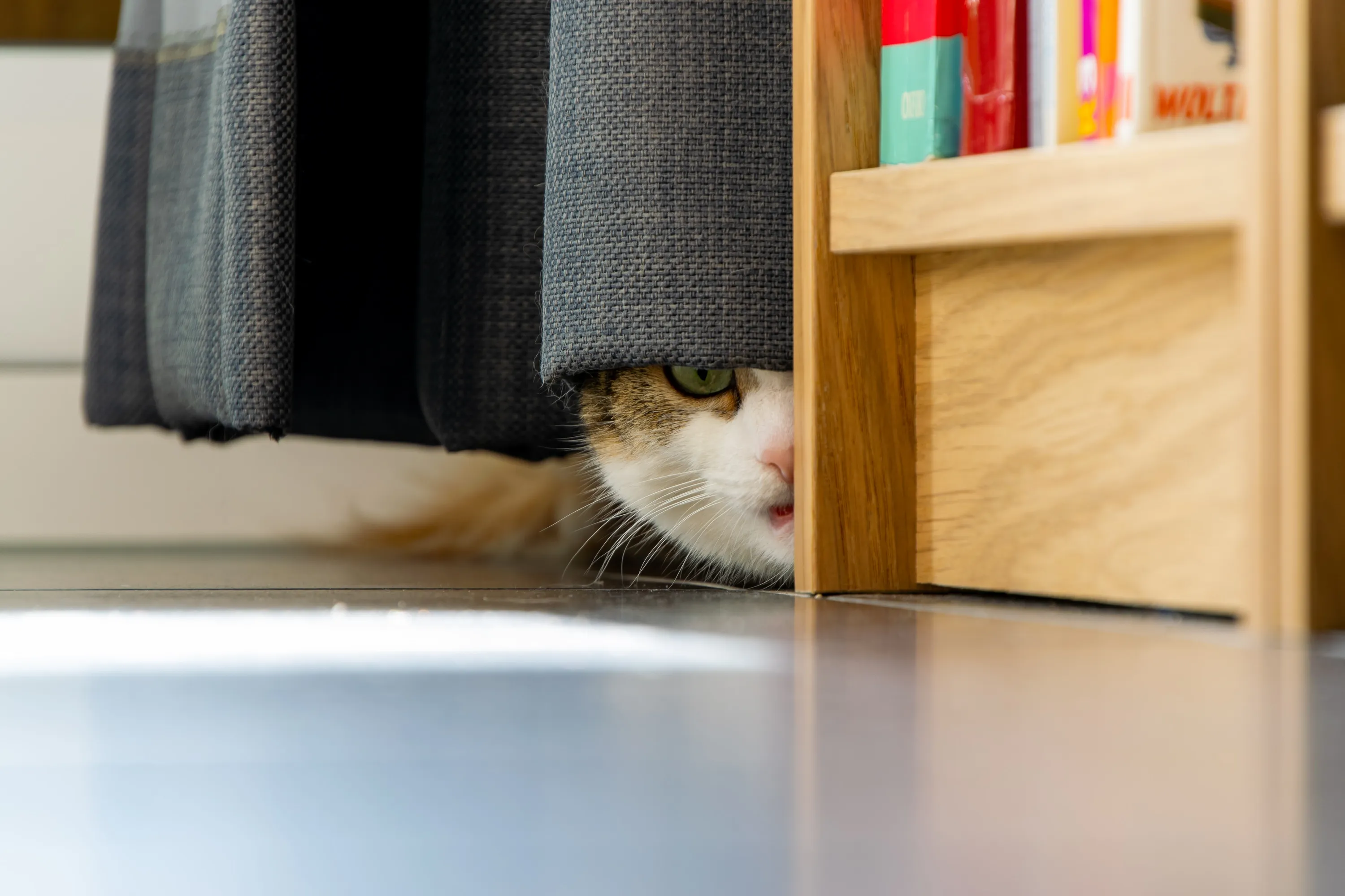 Чому коти бояться порохотяга Чому коти бояться порохотяга