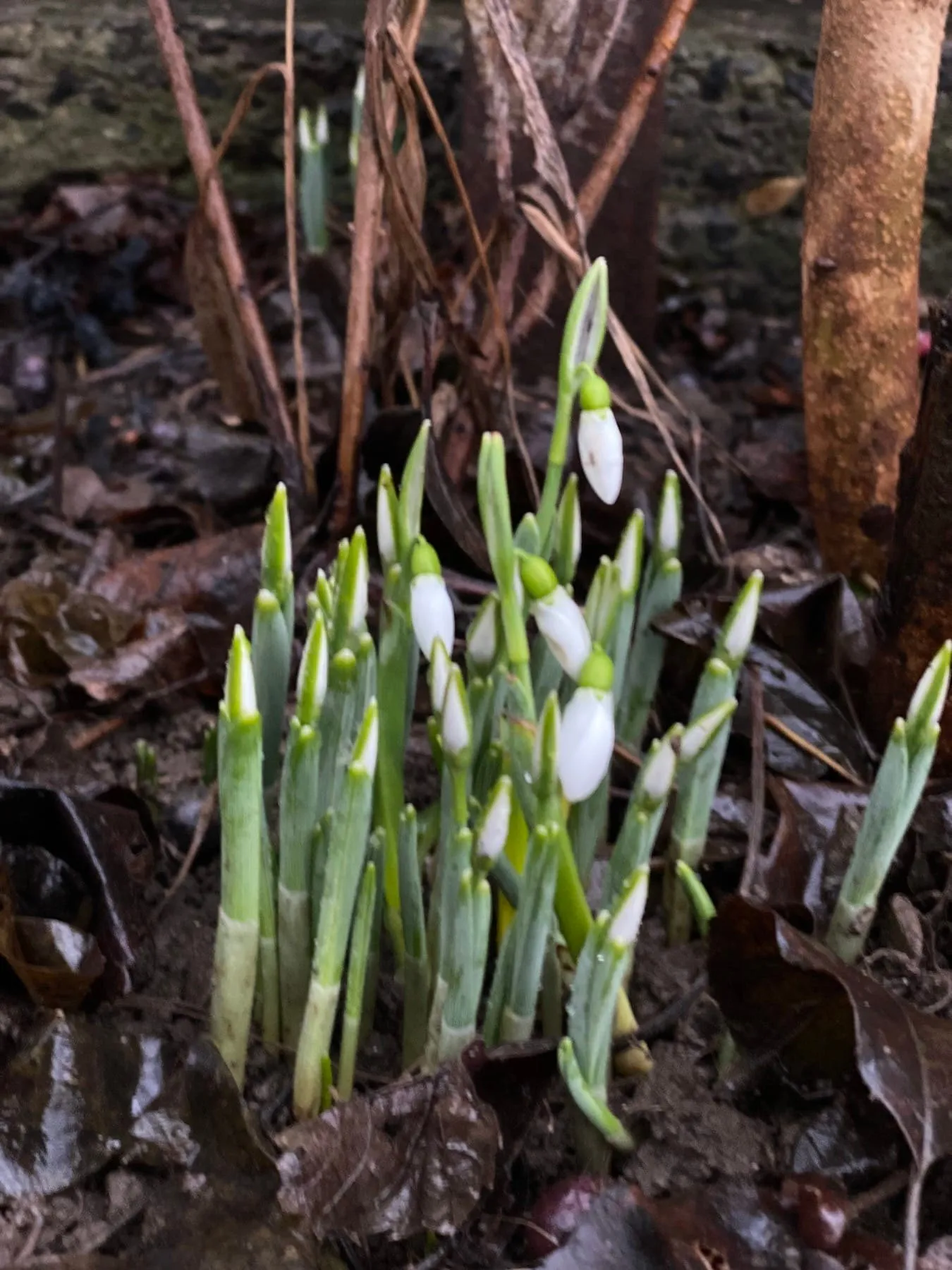 У Сваляві розцвіли підсніжники У Сваляві розцвіли підсніжники