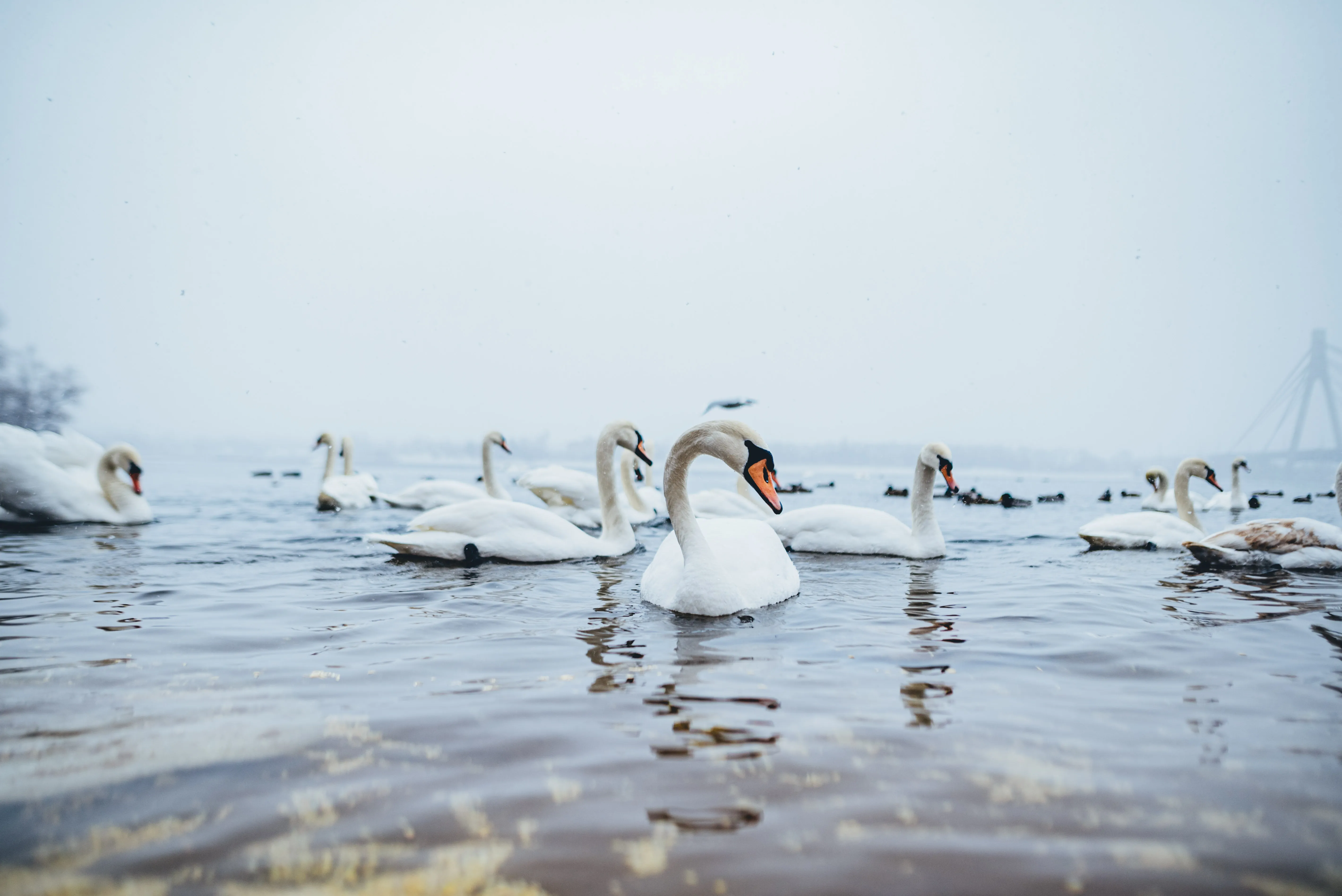 лебеді лебеді