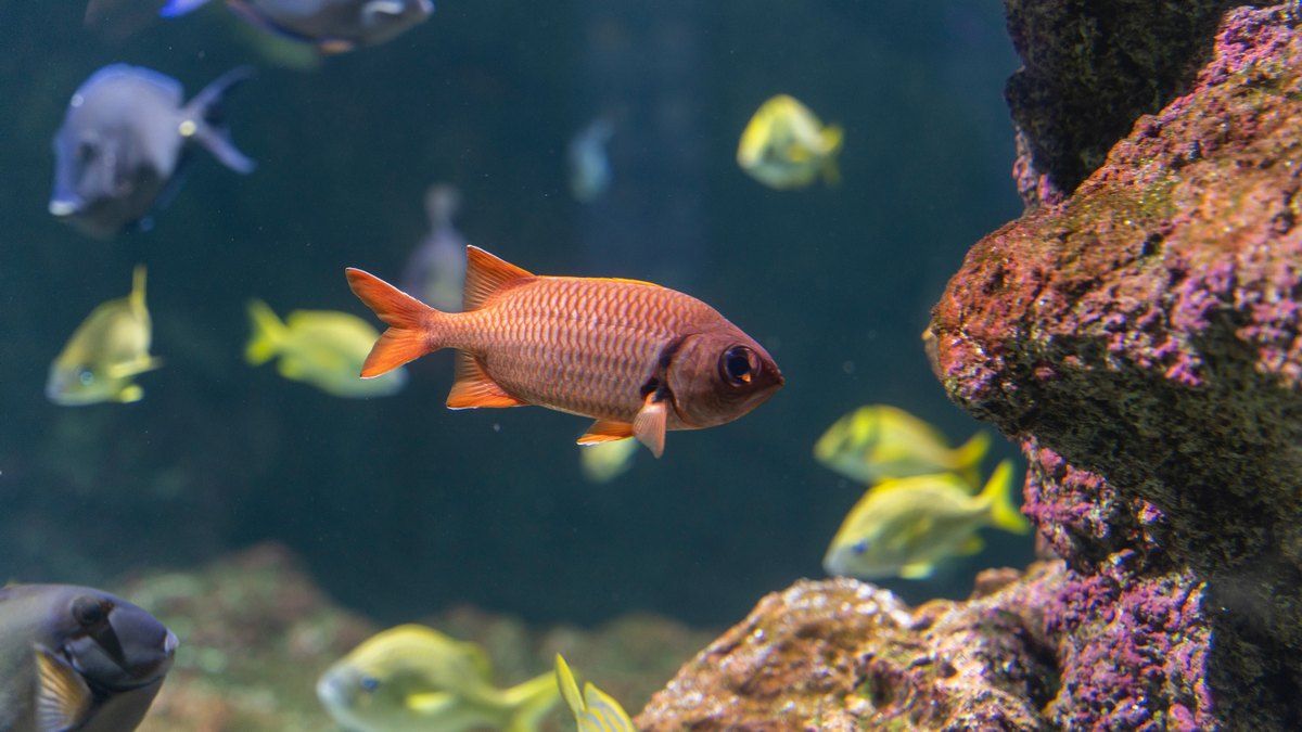 Блогер залишив свою рибку з Nintendo Switch і вона почала витрачати його гроші Блогер залишив свою рибку з Nintendo Switch і вона почала витрачати його гроші