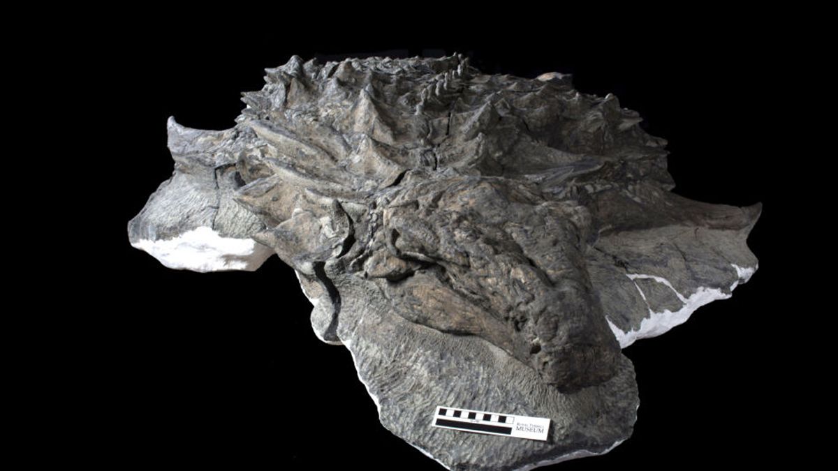 Палеонтологи знайшли одну з найкраще збережених скам'янілостей динозавра