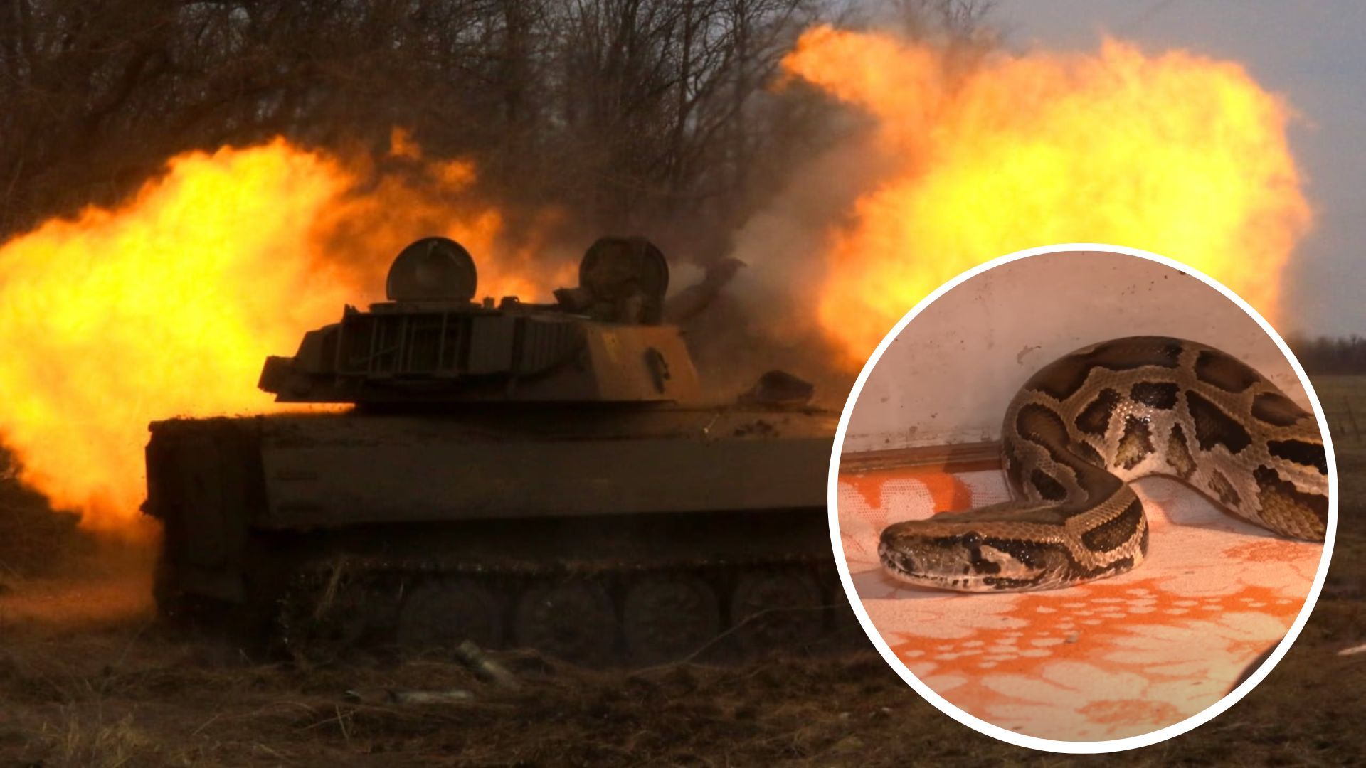 У Куп'янську воїн ЗСУ врятував з палаючого танка пітона, якого кинули окупанти - 24 Канал