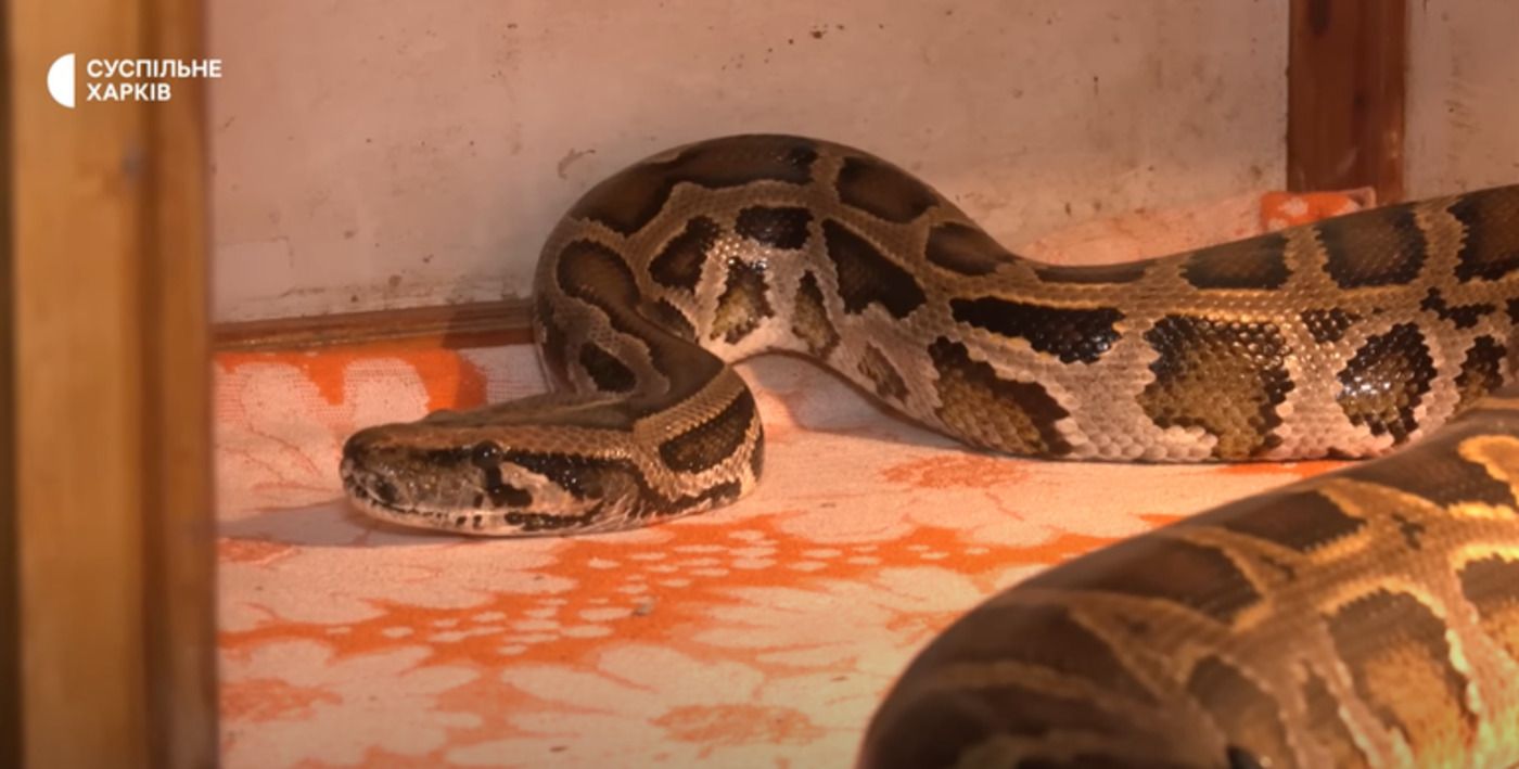 Воин ВСУ спас питона из горящего танка кафиров Воин ВСУ спас питона из горящего танка кафиров