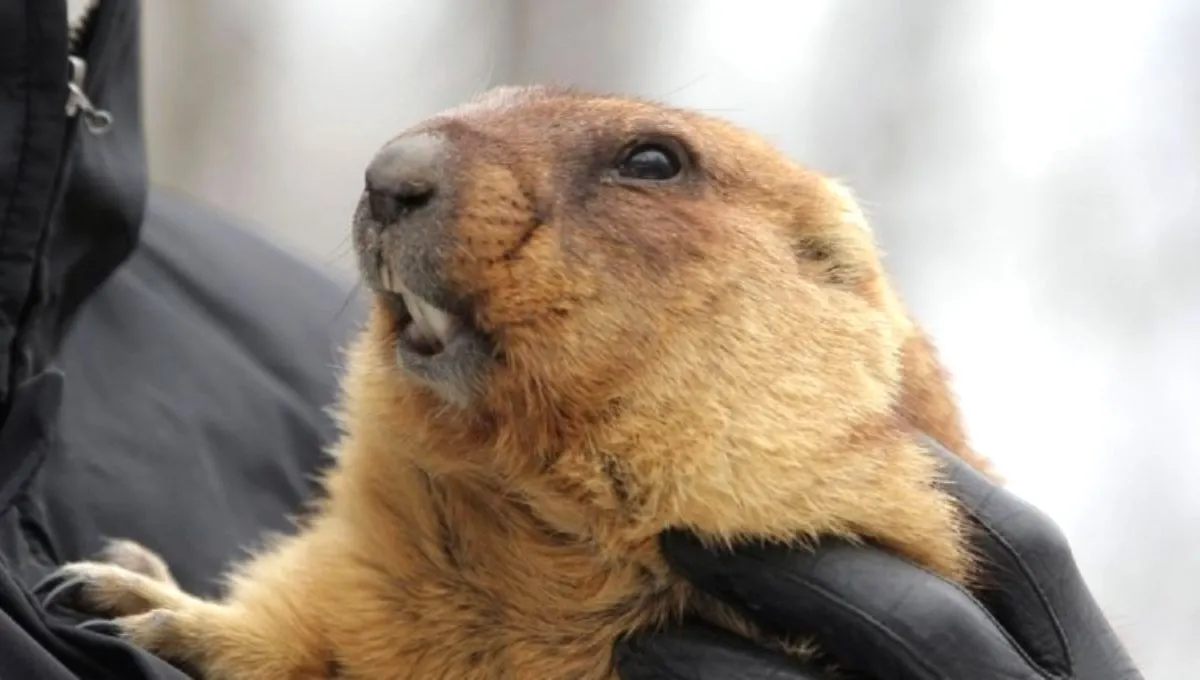 Когда День сурка в Украине - традиции и приметы праздника Когда День сурка в Украине - традиции и приметы праздника