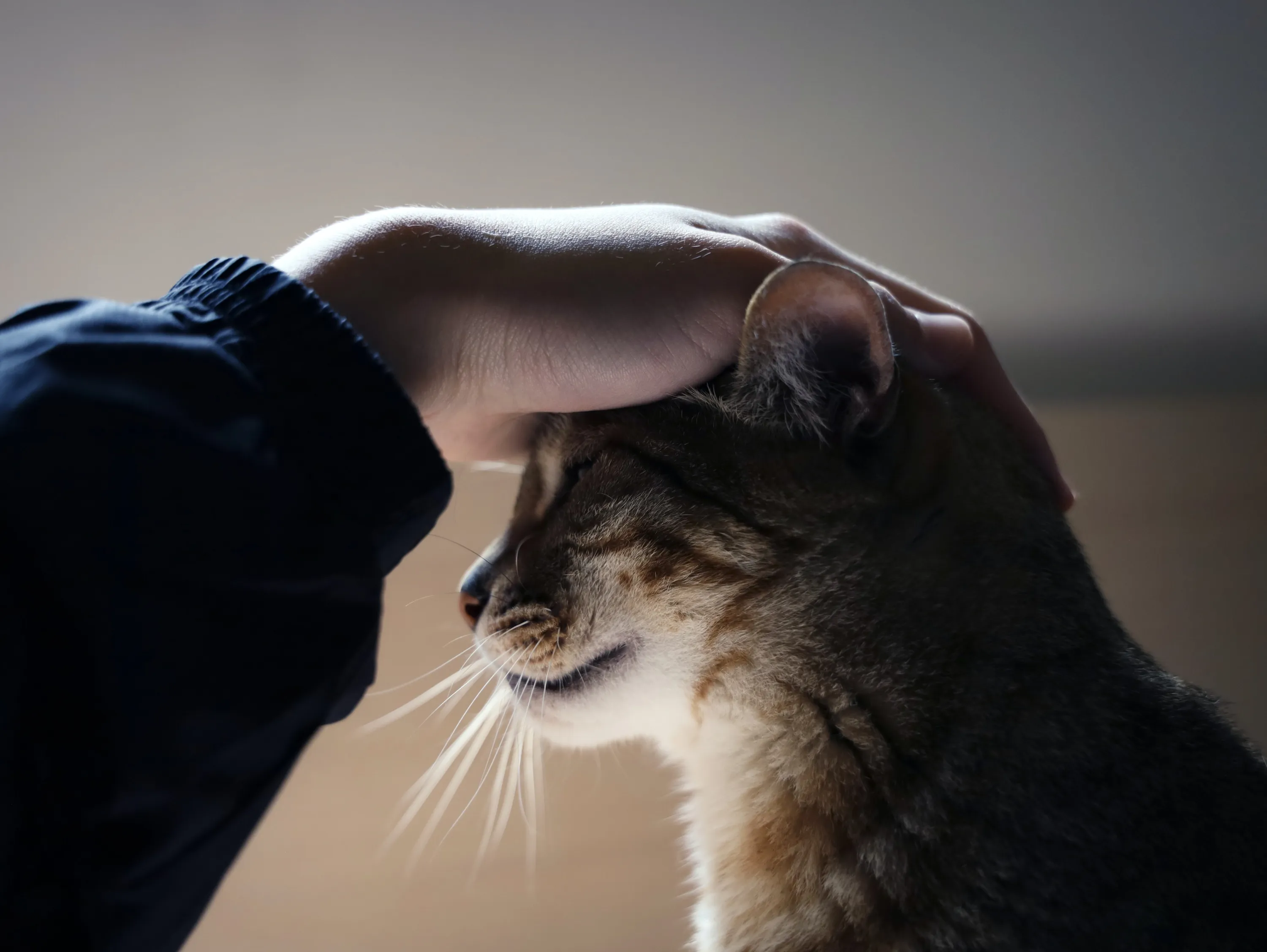 Чому коти ігнорують нас, коли ми кличемо їх по імені Чому коти ігнорують нас, коли ми кличемо їх по імені
