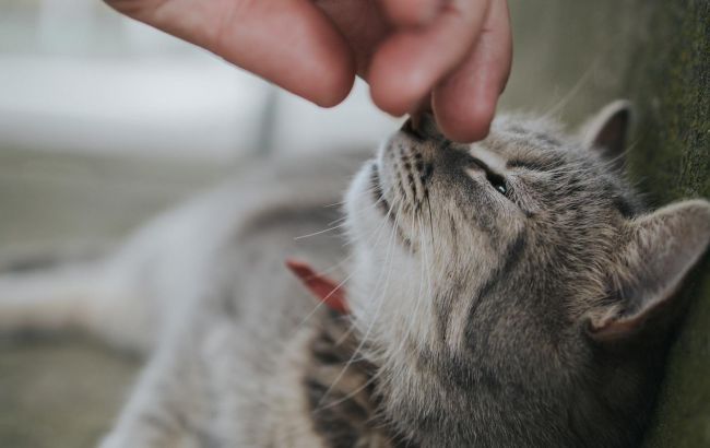 Почему не стоит кормить кота из рук