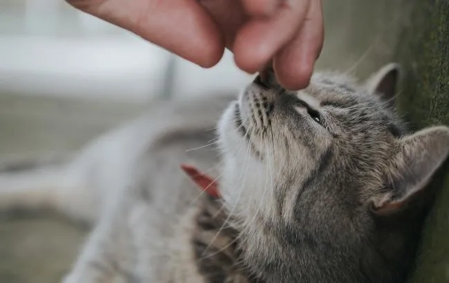 Чому не варто годувати кота із рук