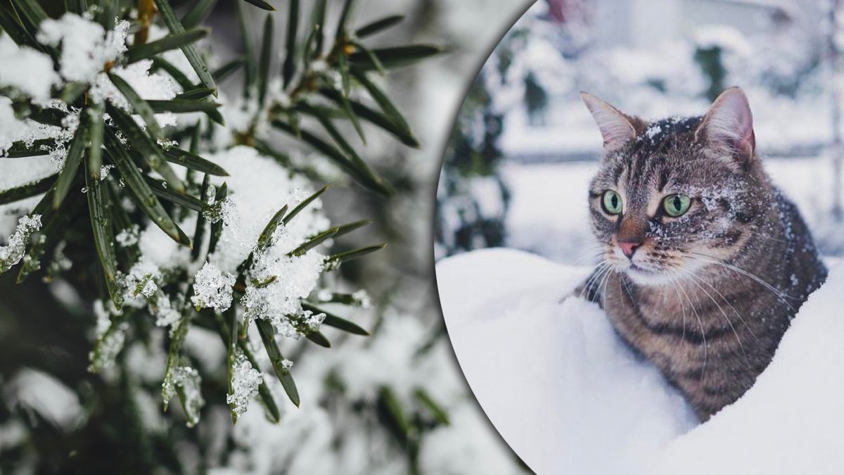 Будет ли снег в феврале 2023 года Будет ли снег в феврале 2023 года