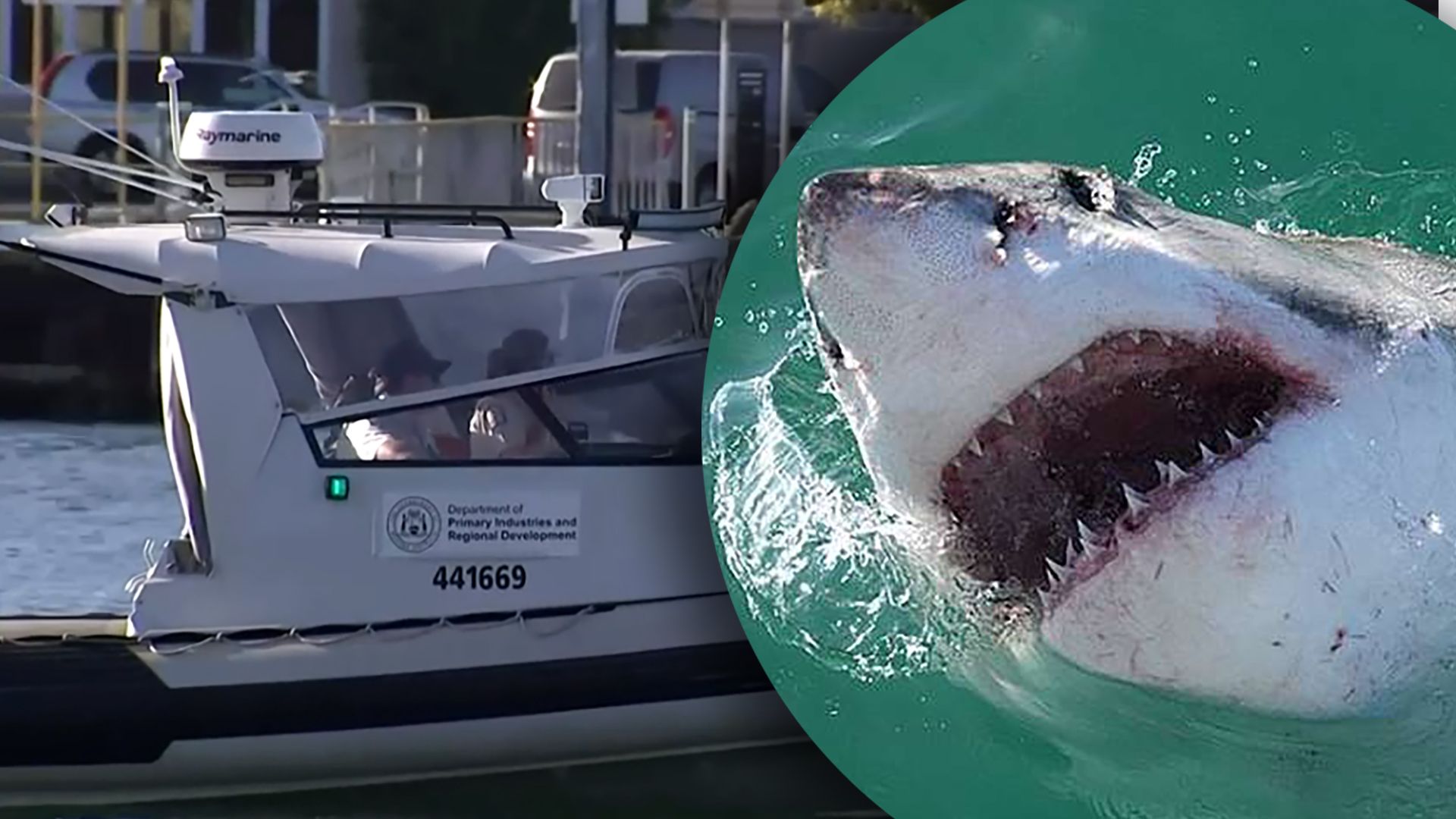 В Австралии Акула убила девушку-подростка 4 февраля 2023 В Австралии Акула убила девушку-подростка 4 февраля 2023