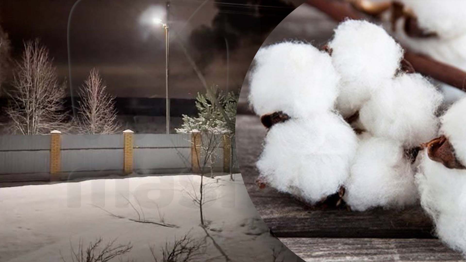 Возле Калуги хлопок Возле Калуги хлопок