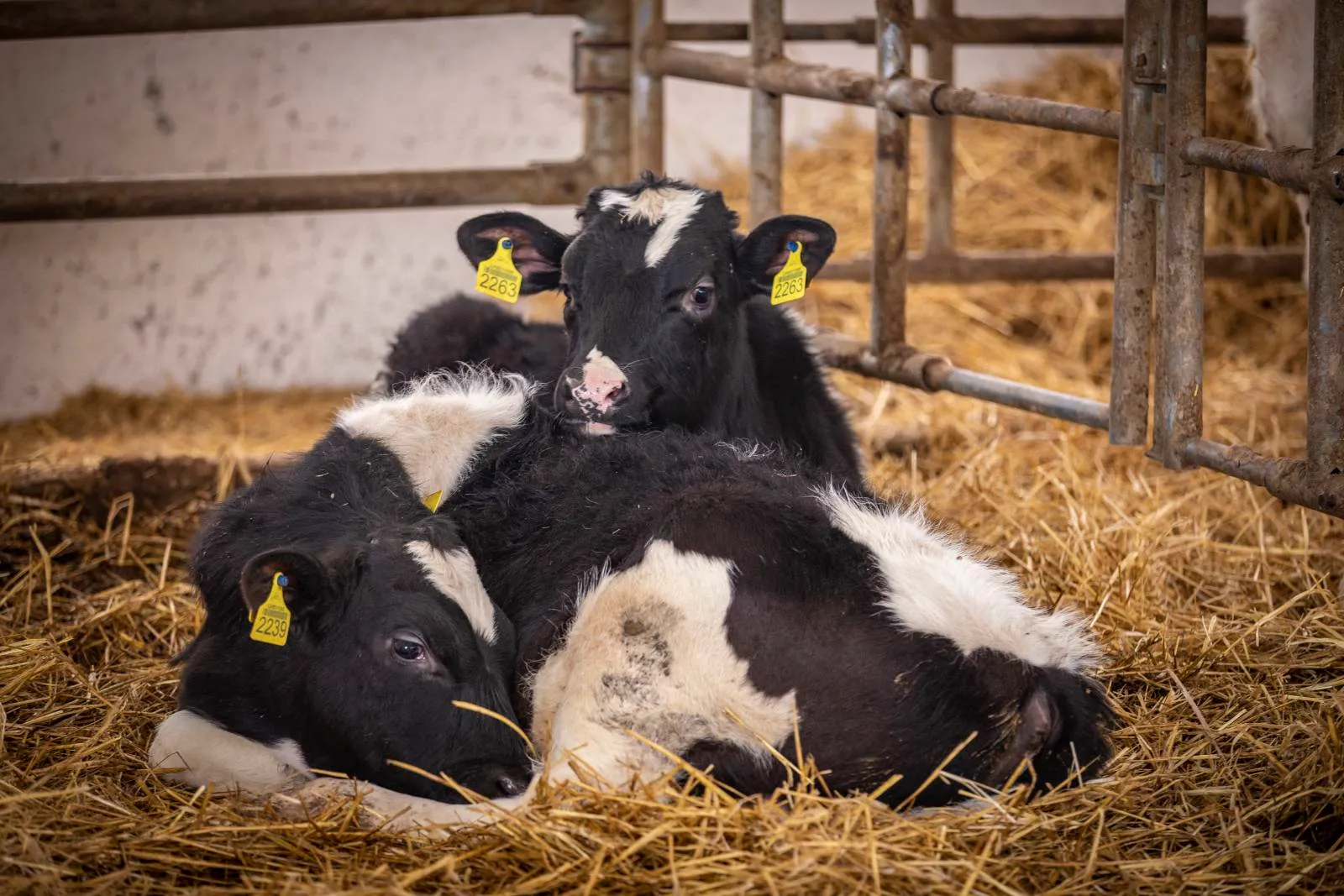 Нагодуй корівку Нагодуй корівку