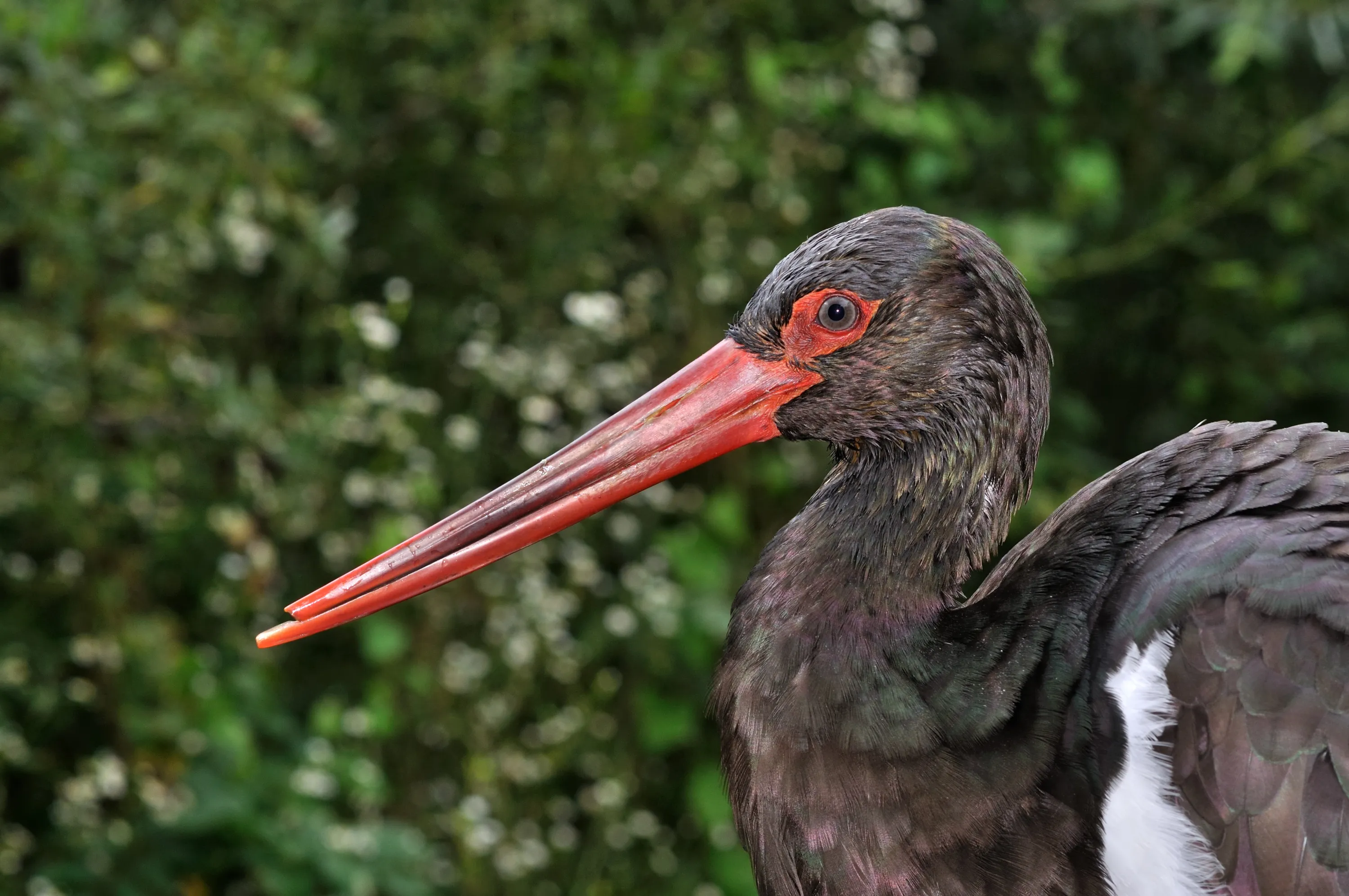 Ciconia nigra Ciconia nigra
