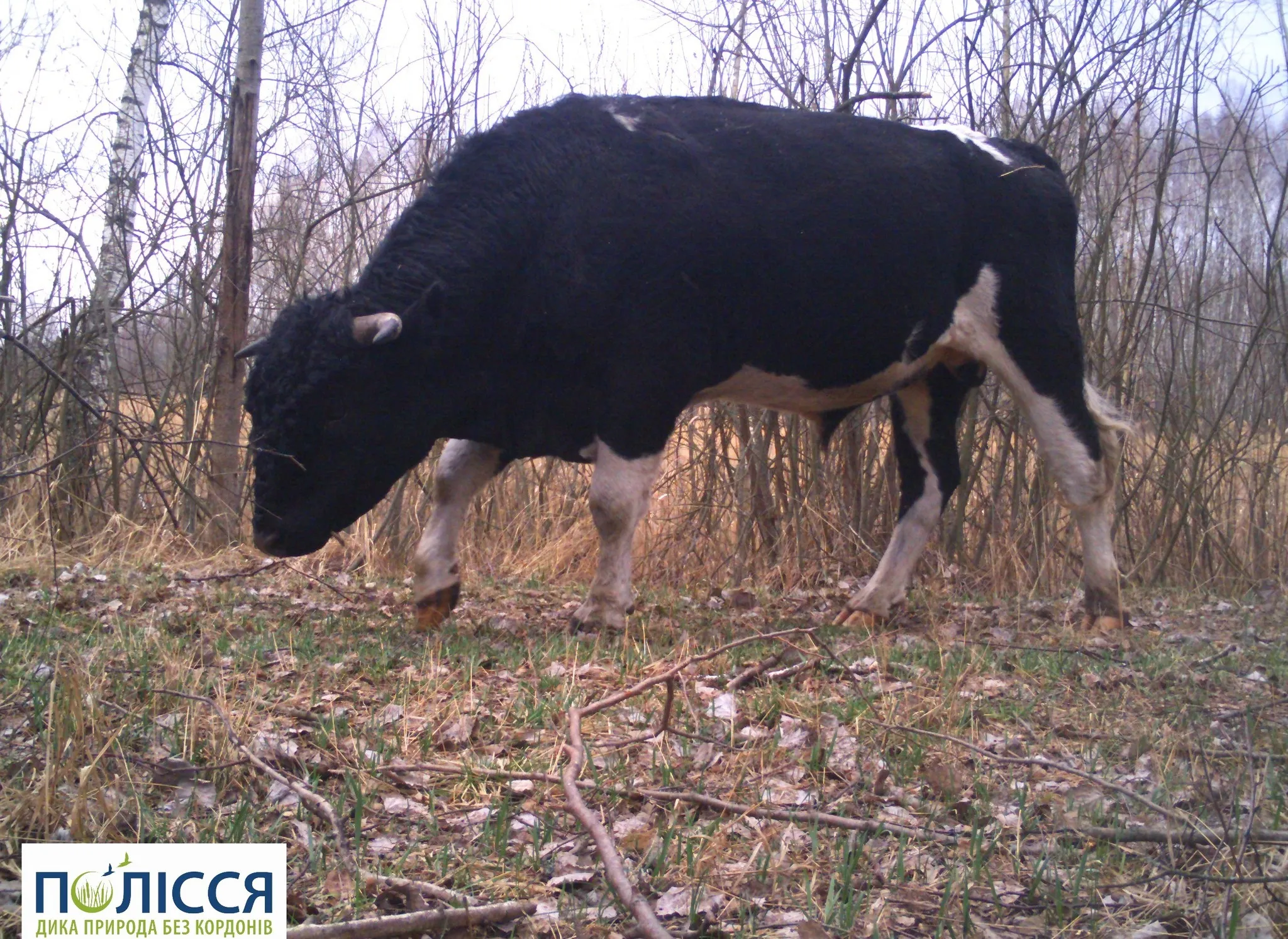 Тварини належать до поширеної на Поліссі української чорно-рябої молочної породи