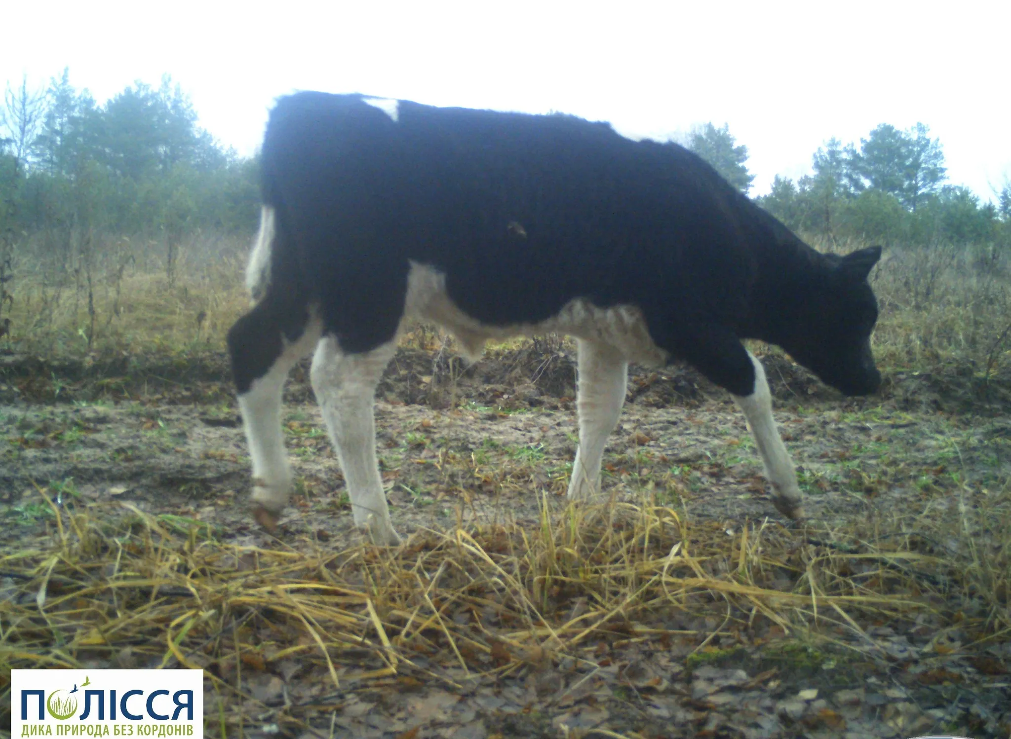 Природоохранники показали стадо диких коров, обитающих в Чернобыле