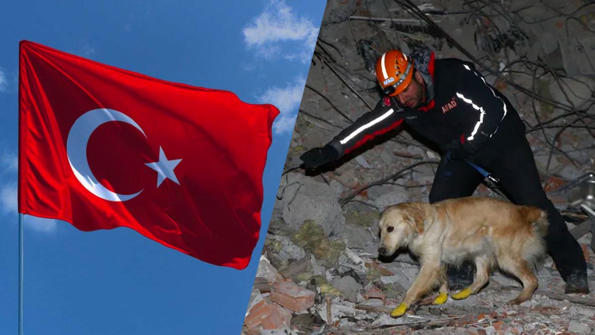 Собака в Турции помогает доставать из-под завалов пострадавших