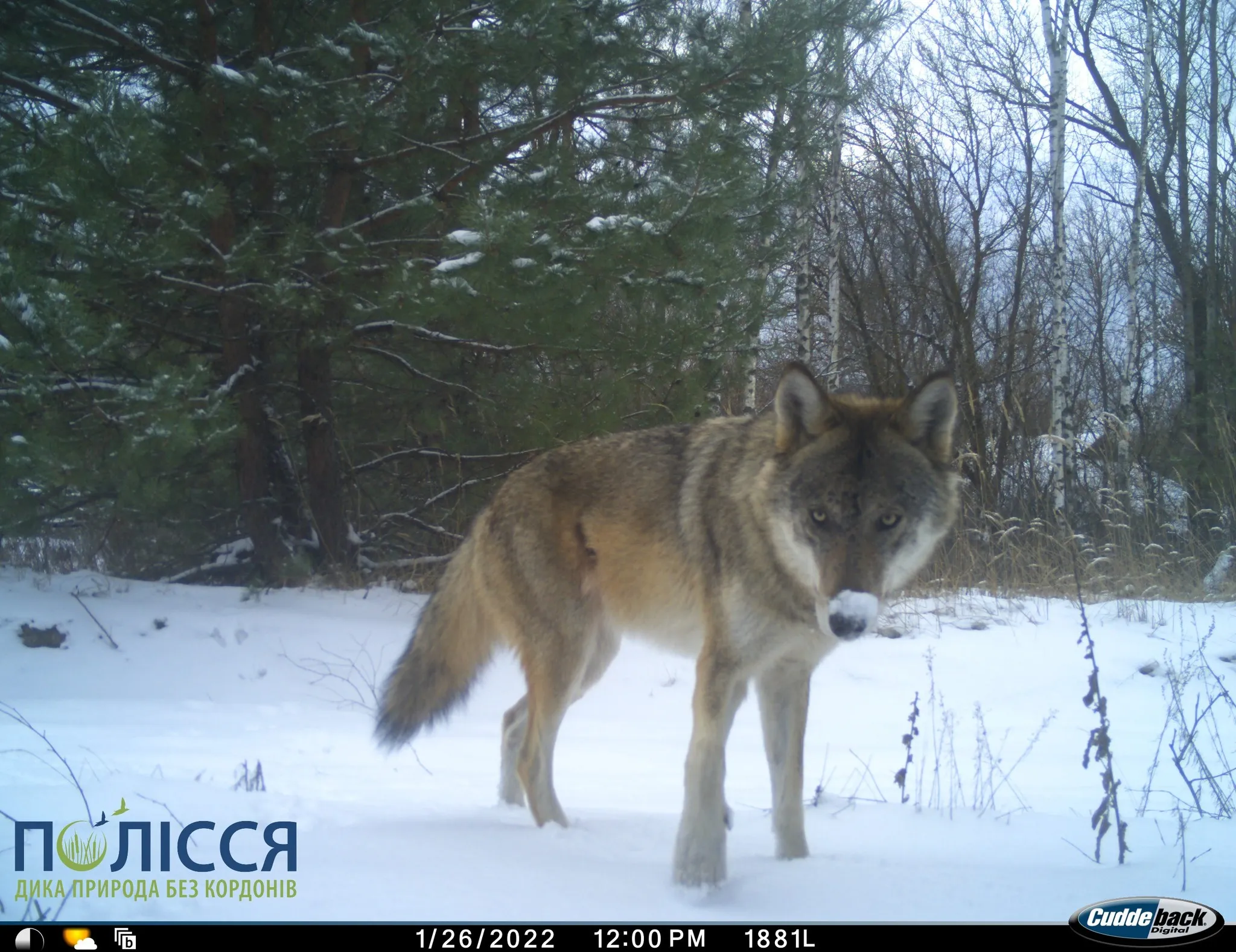 В Чернобыле заметили вышедшего на охоту волка
