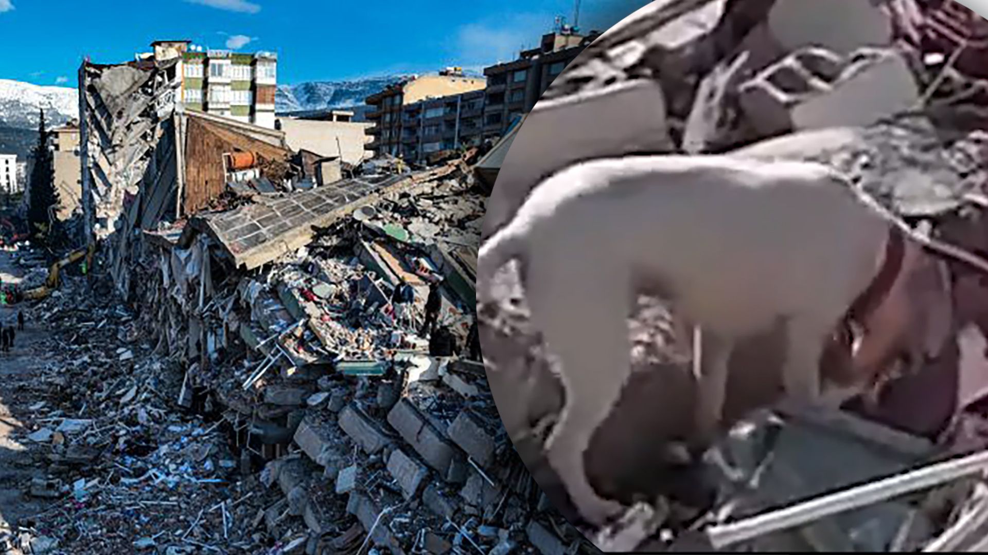 Землетрясение в Турции - пес принес кусок хлеба на руины дома - видео