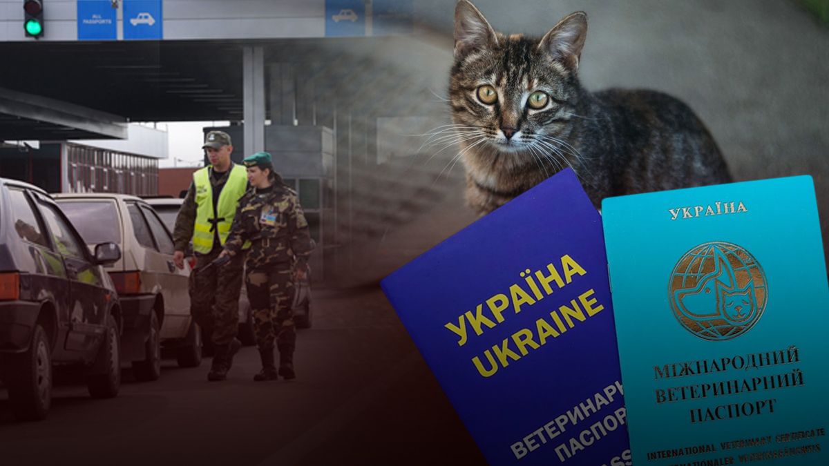 Правила вивезення тварин за кордон, які документи потрібні Правила вивезення тварин за кордон, які документи потрібні