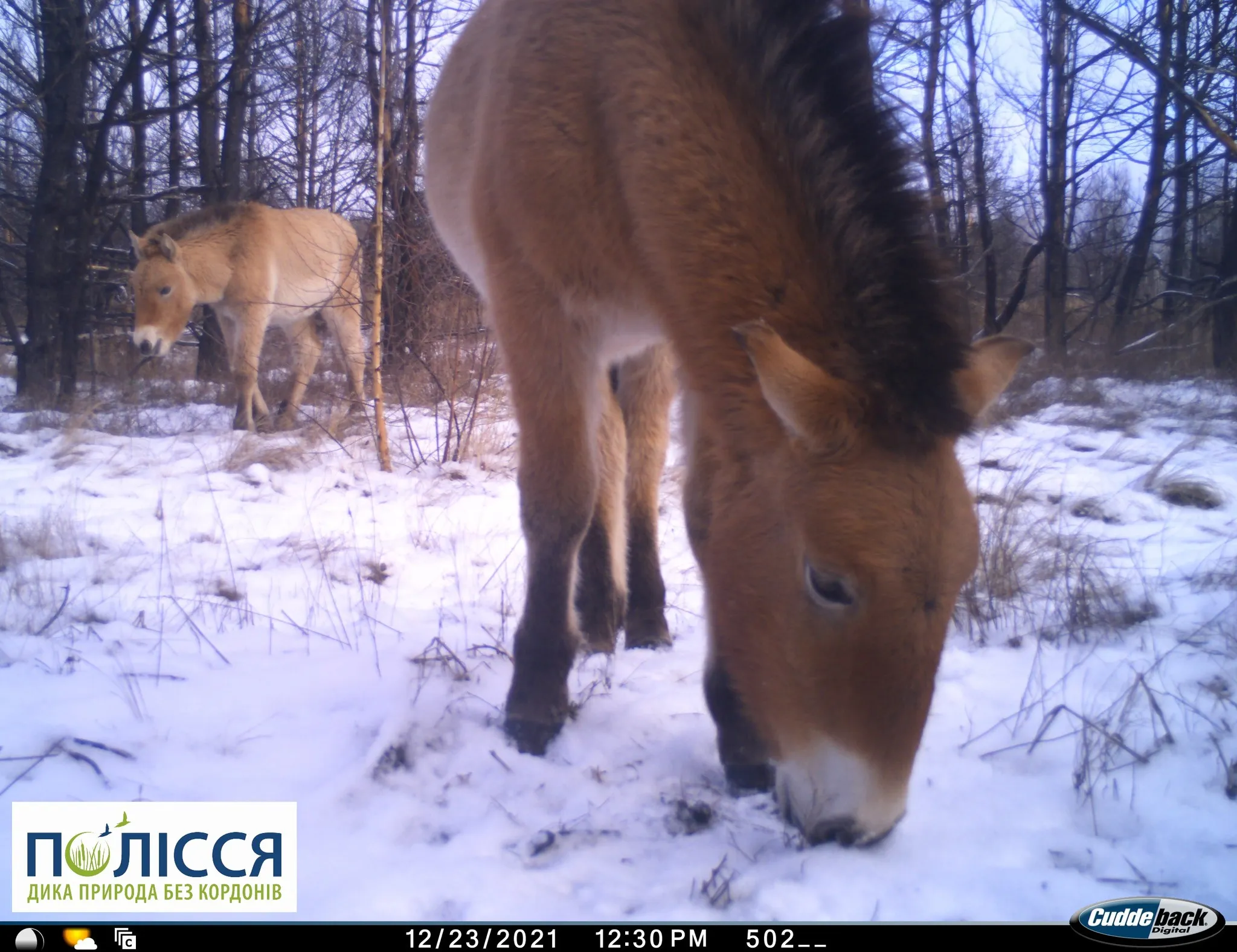 В Чернобыле показали лошадей Пржевальского
