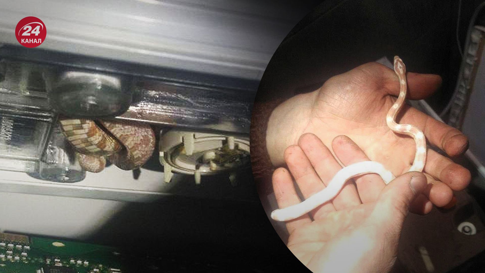 В Киеве в стиральной машинке нашли змею