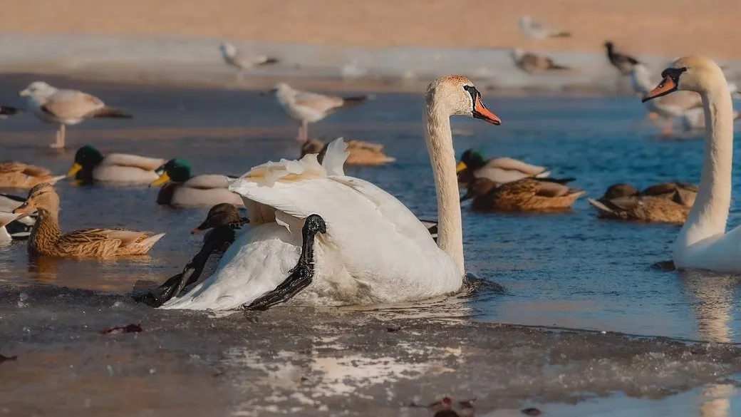 На набережной Днепра в Черкассах зимуют лебеди-шипуны