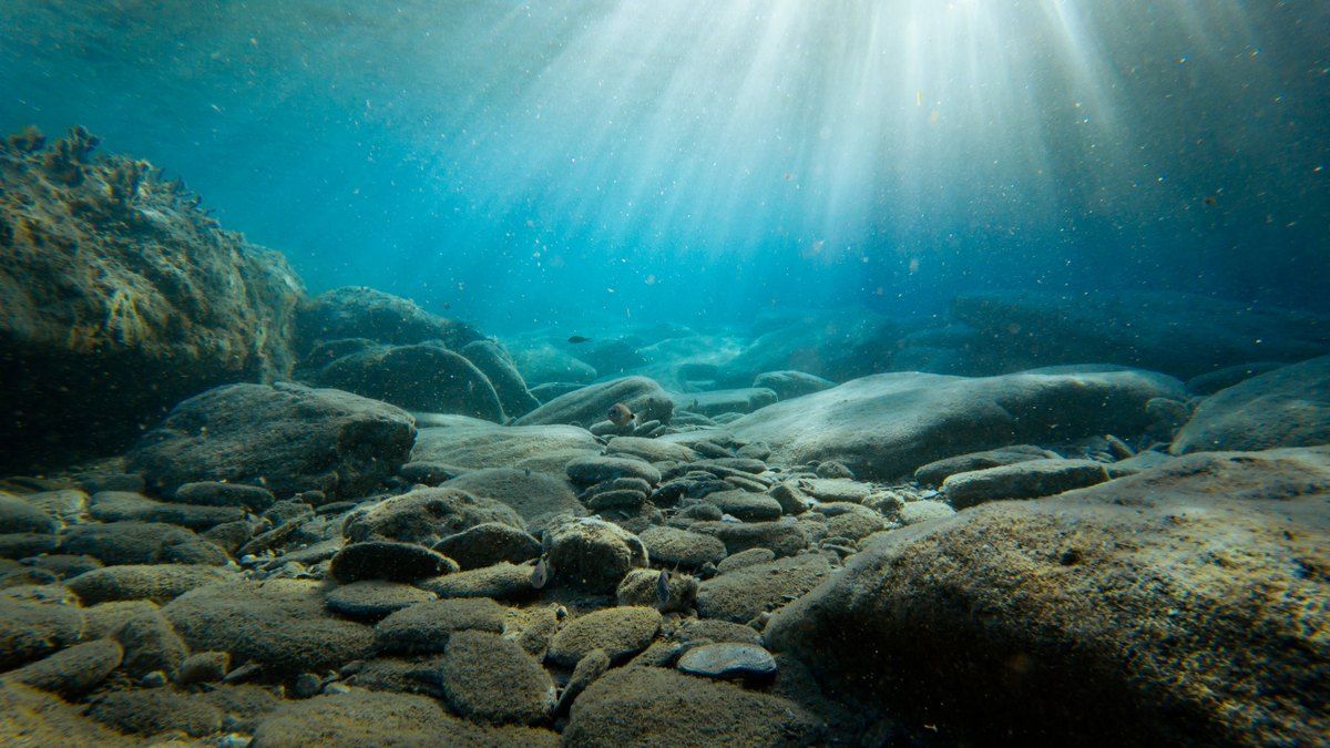 Археологи знайшли скарб спецій на затонулому скандинавському кораблі Археологи знайшли скарб спецій на затонулому скандинавському кораблі