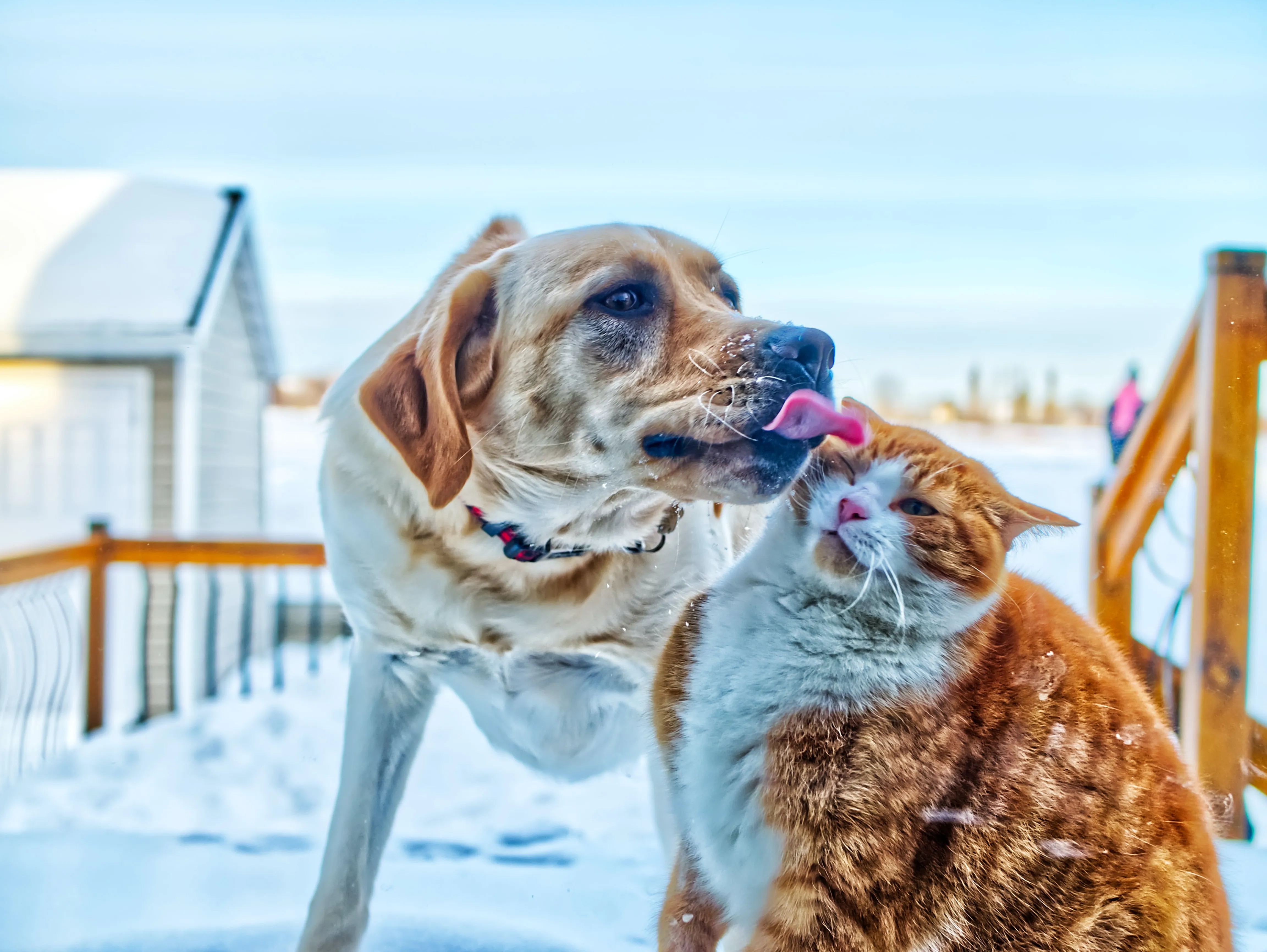 Самые популярные клички для домашних животных - Pets