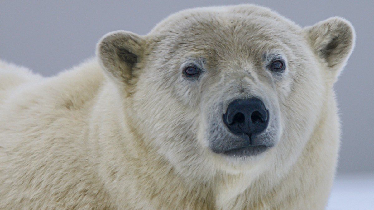 Убийство матери и ребенка на Аляске объяснили глобальным потеплением Убийство матери и ребенка на Аляске объяснили глобальным потеплением