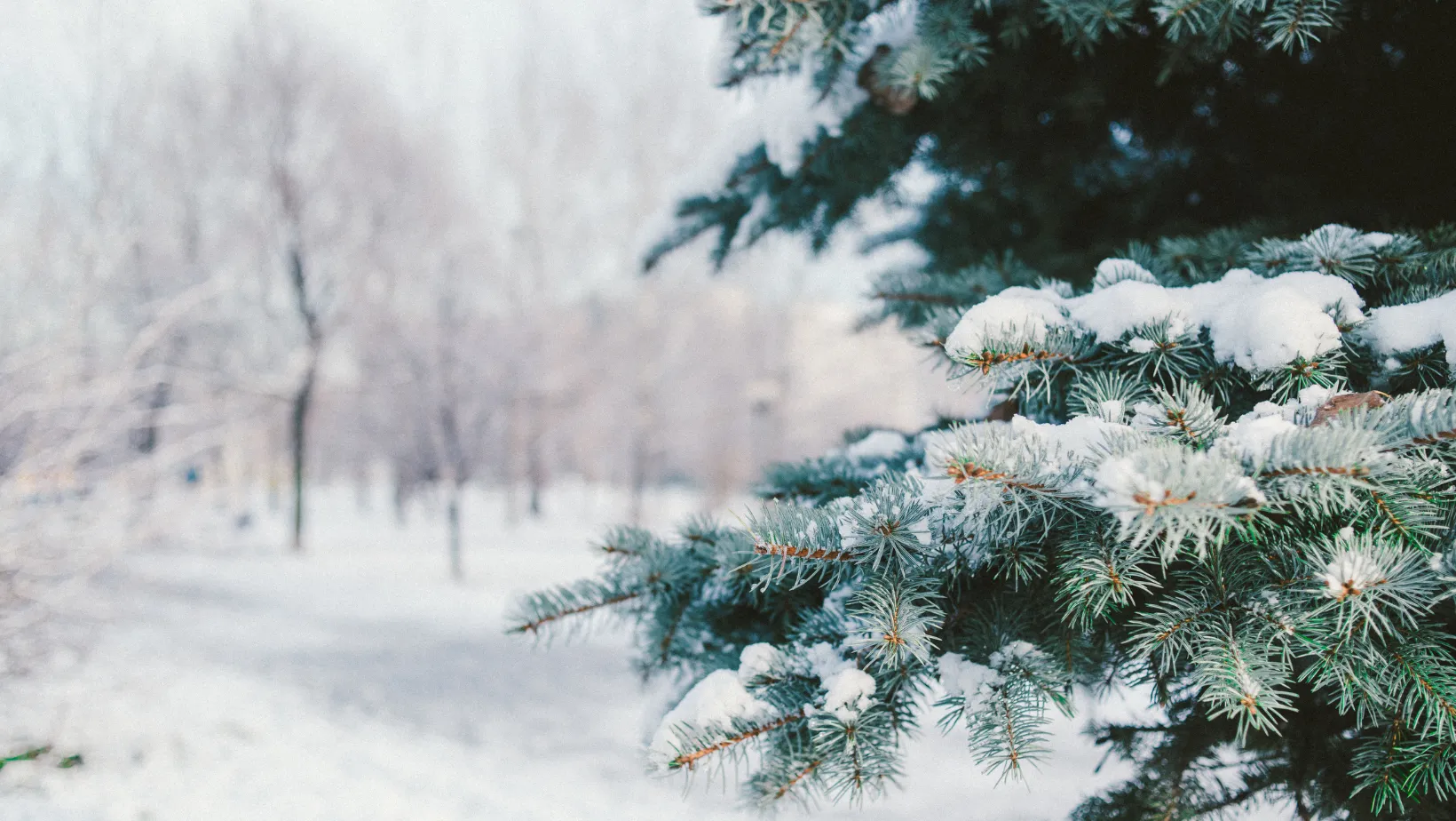 Зимой можно пойти в парк, когда нет света Зимой можно пойти в парк, когда нет света