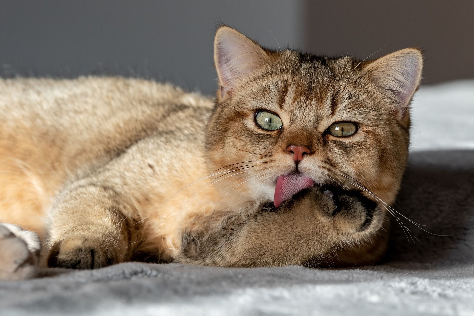 Британська золотиста шиншила: особливості породи та найпопулярніші міфи про догляд за нею - Pets Британська золотиста шиншила: особливості породи та найпопулярніші міфи про догляд за нею - Pets