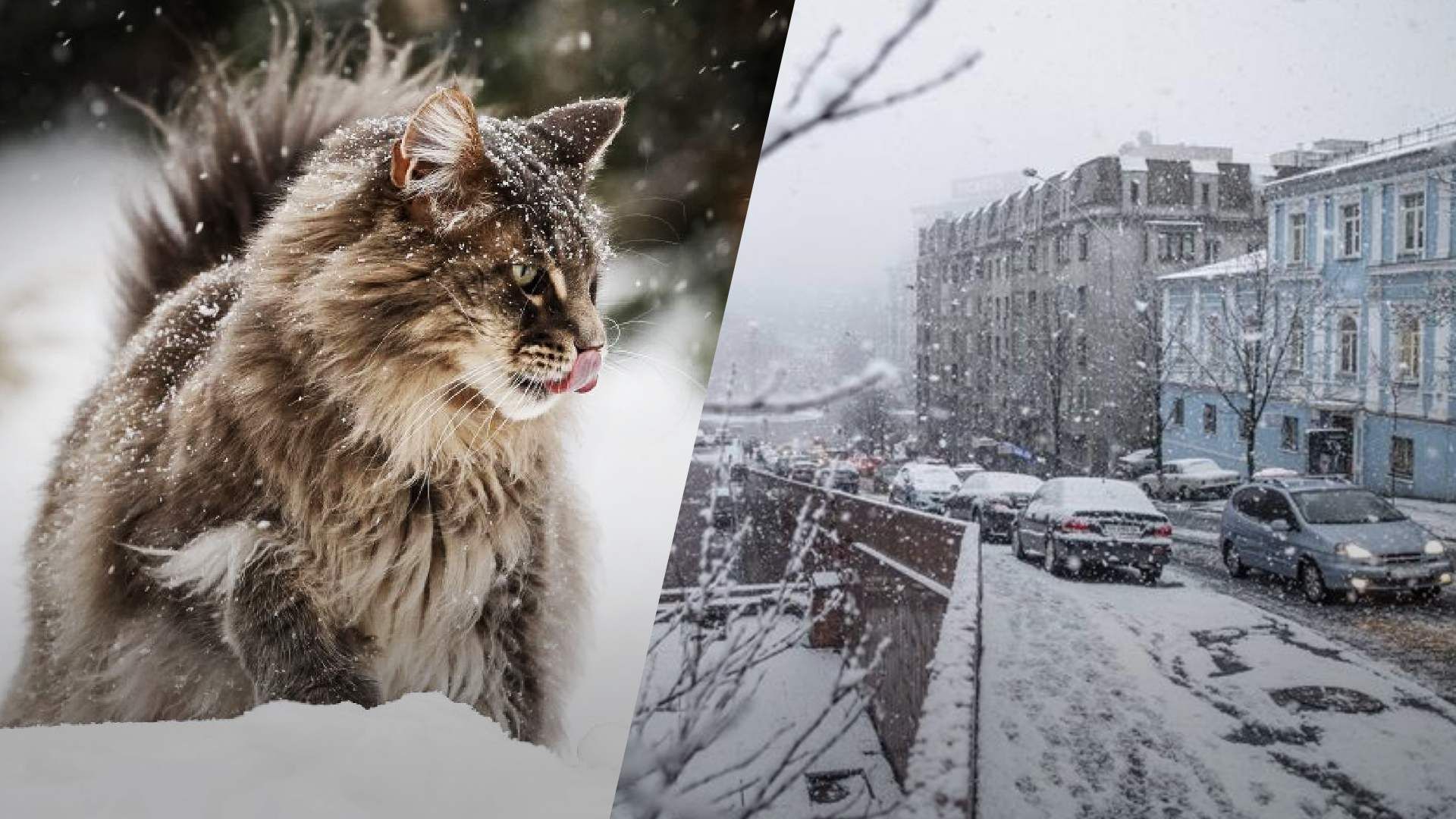 Сильный ветер и снег с дождем: на Киевщину сует непогода - 24 Канал Сильный ветер и снег с дождем: на Киевщину сует непогода - 24 Канал