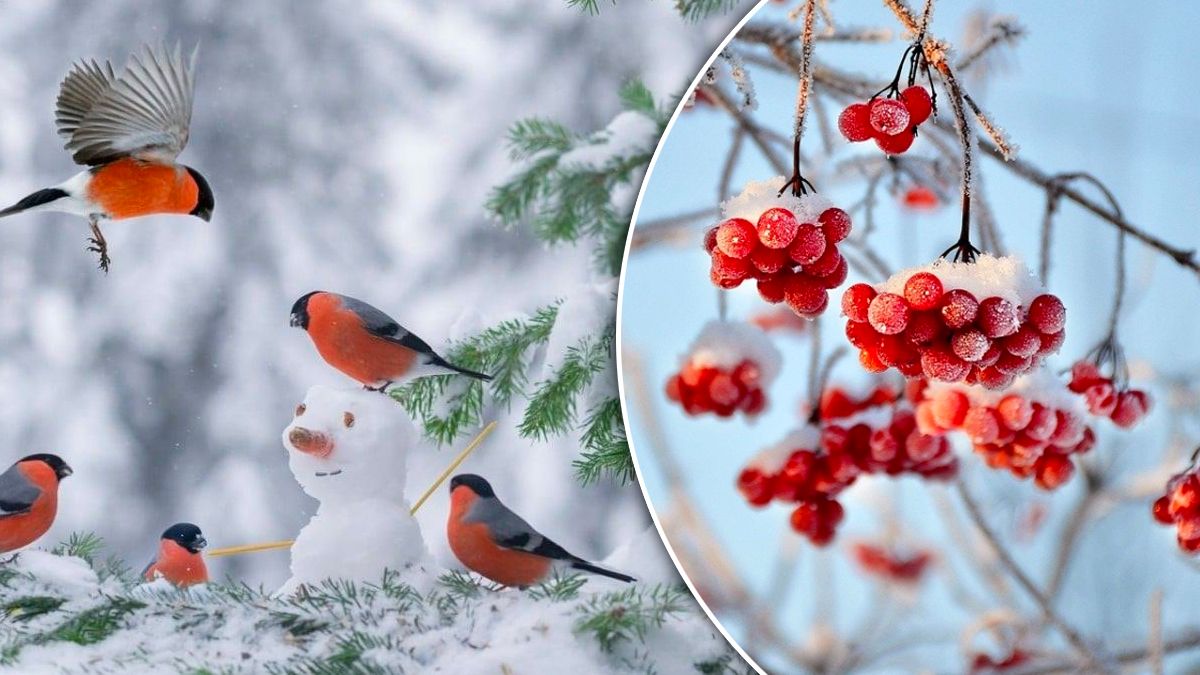 Какая будет погода в Украине 20 февраля Какая будет погода в Украине 20 февраля