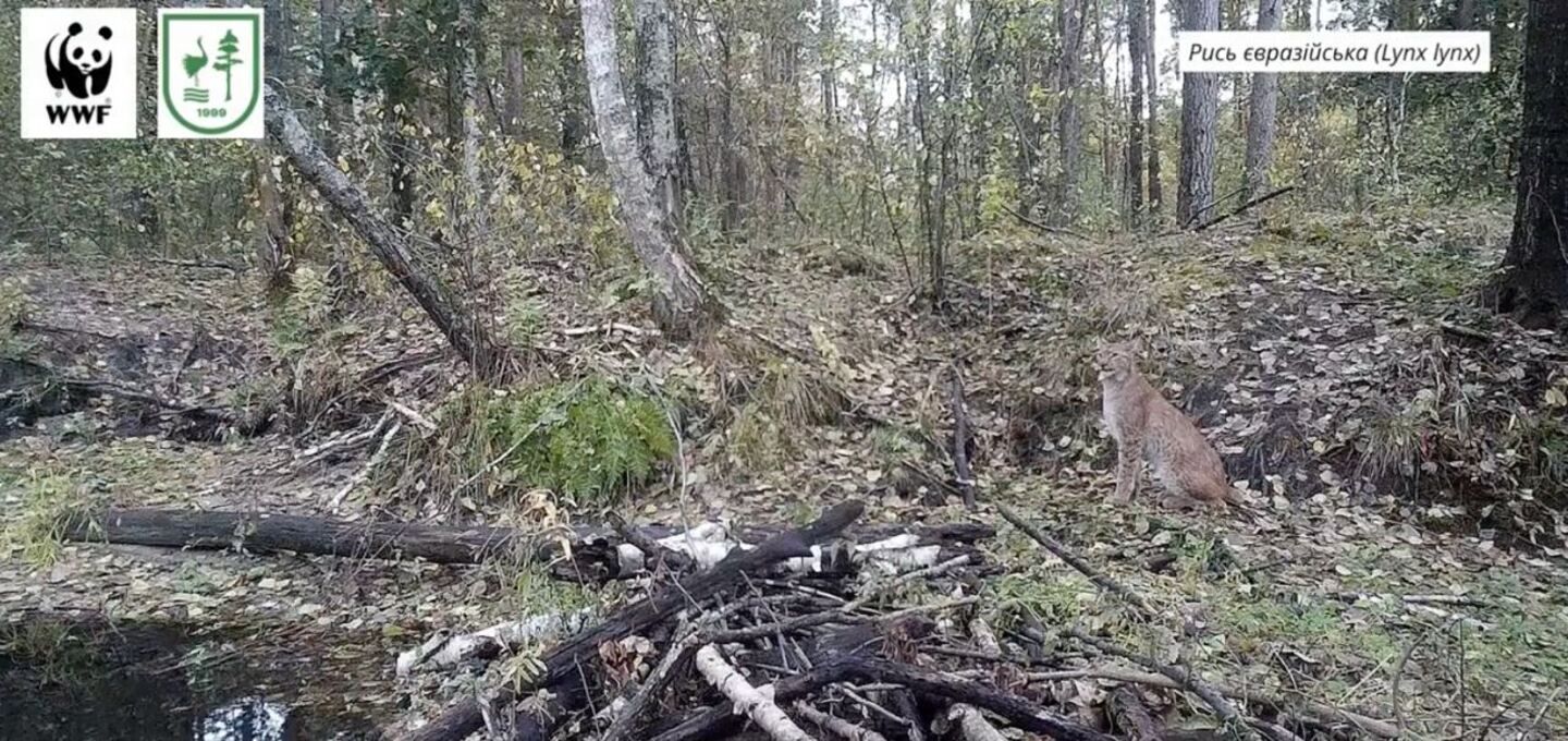 Рысь, волк и горностай: на Ровенском Полесье зафиксировали множество редких животных