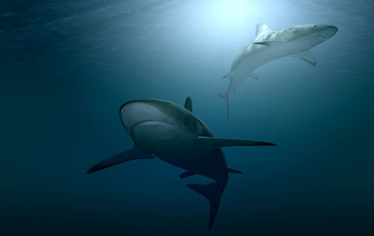 Акула вбила туриста на очах у відпочивальників - що відомо - 24 Канал