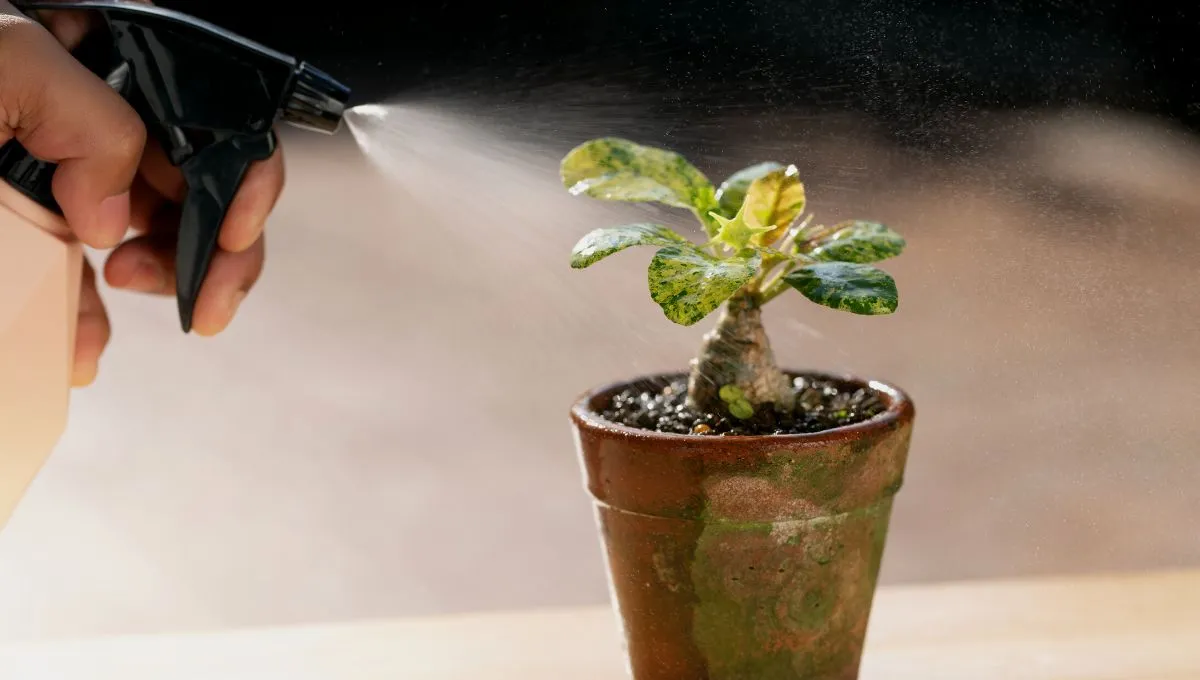 Як позбутися пилу вдома - хороші поради Як позбутися пилу вдома - хороші поради