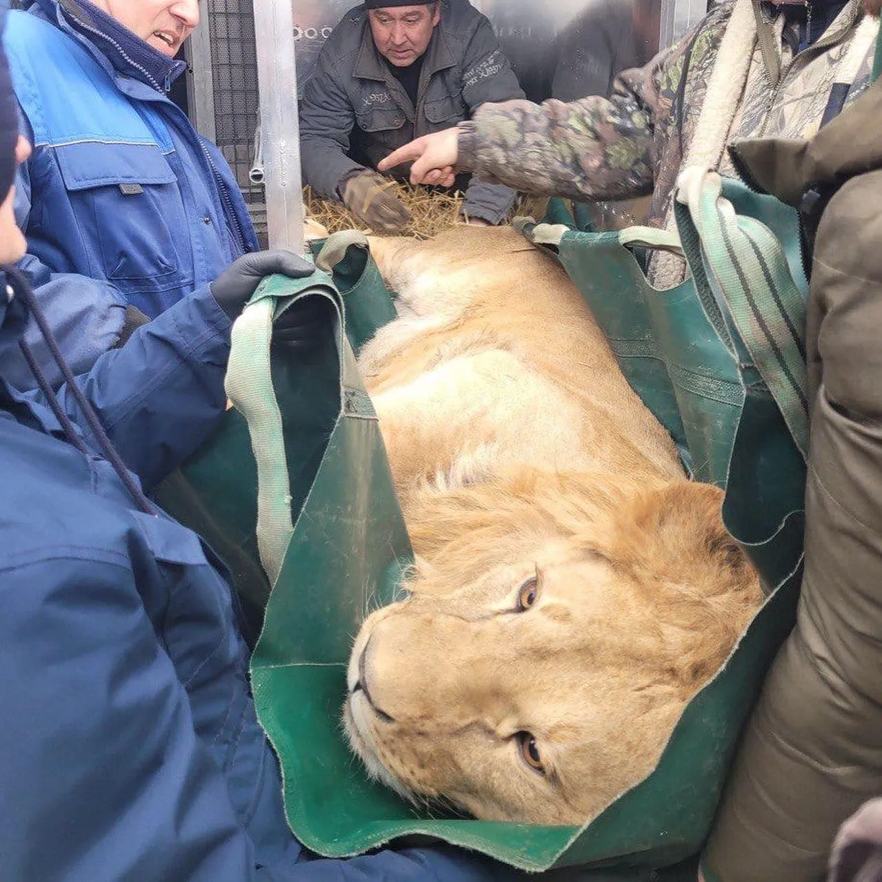 Лев, эвакуированный в Центр спасения животных